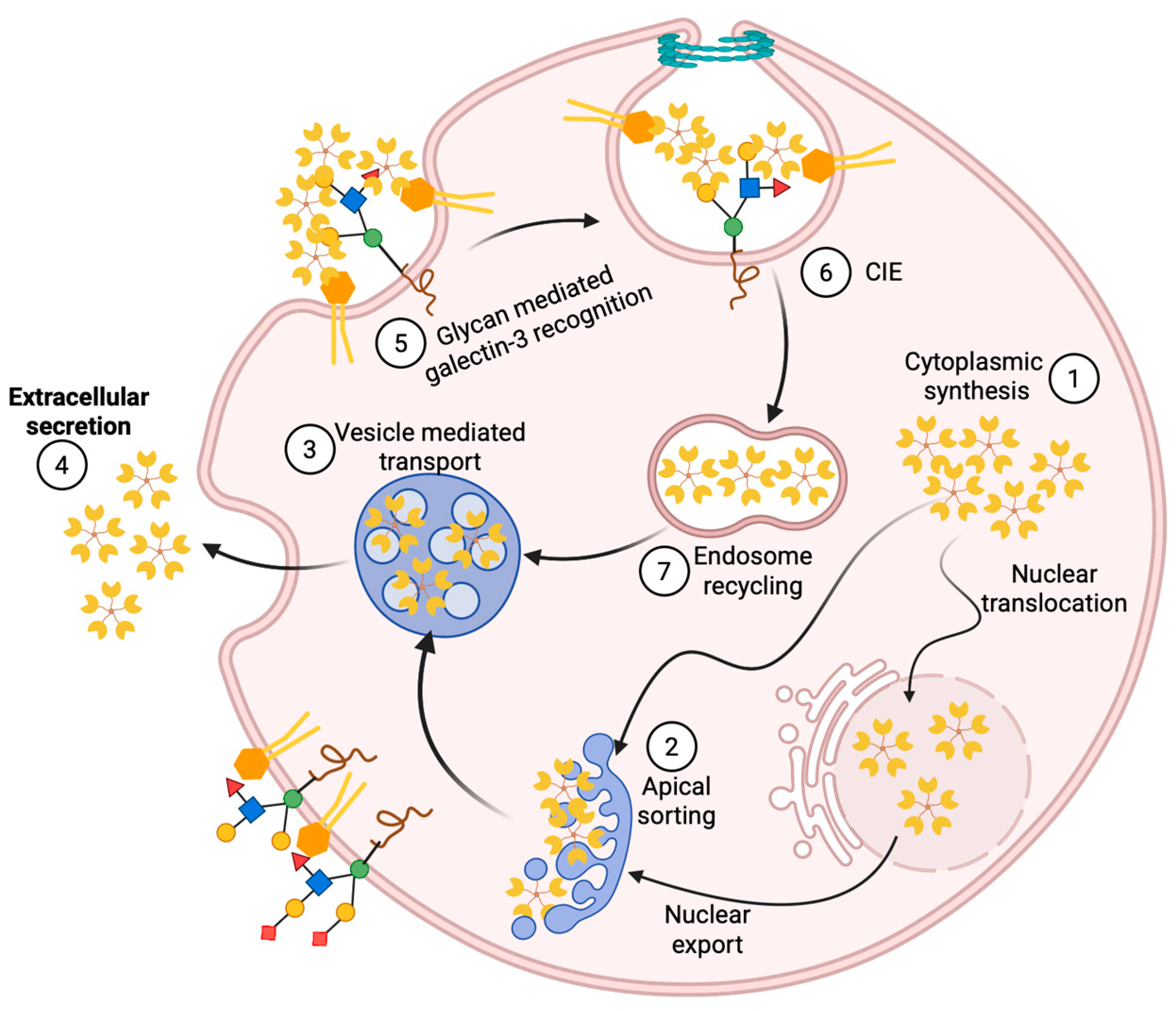 Biomolecules 15 01028 g004