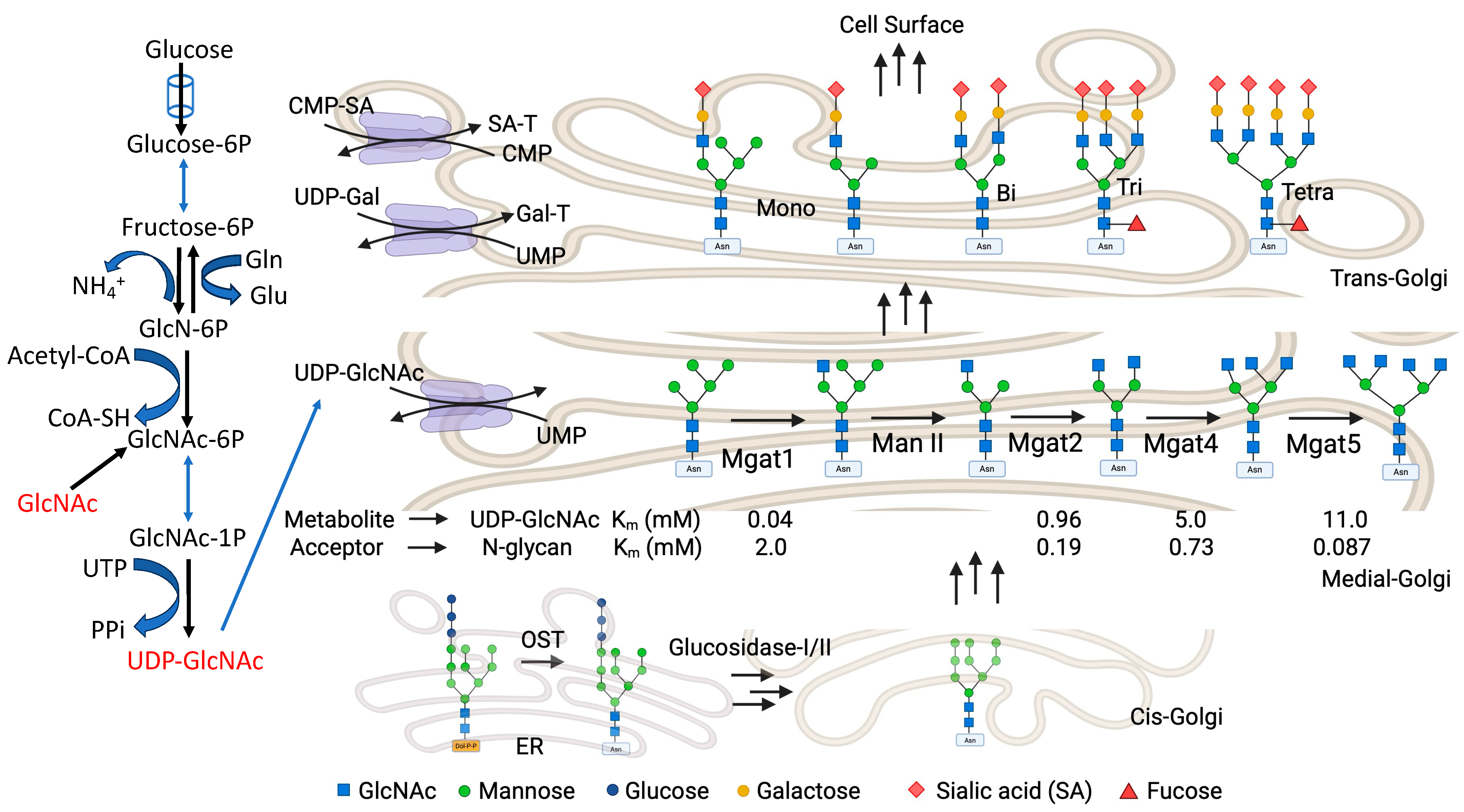 Biomolecules 15 01028 g005