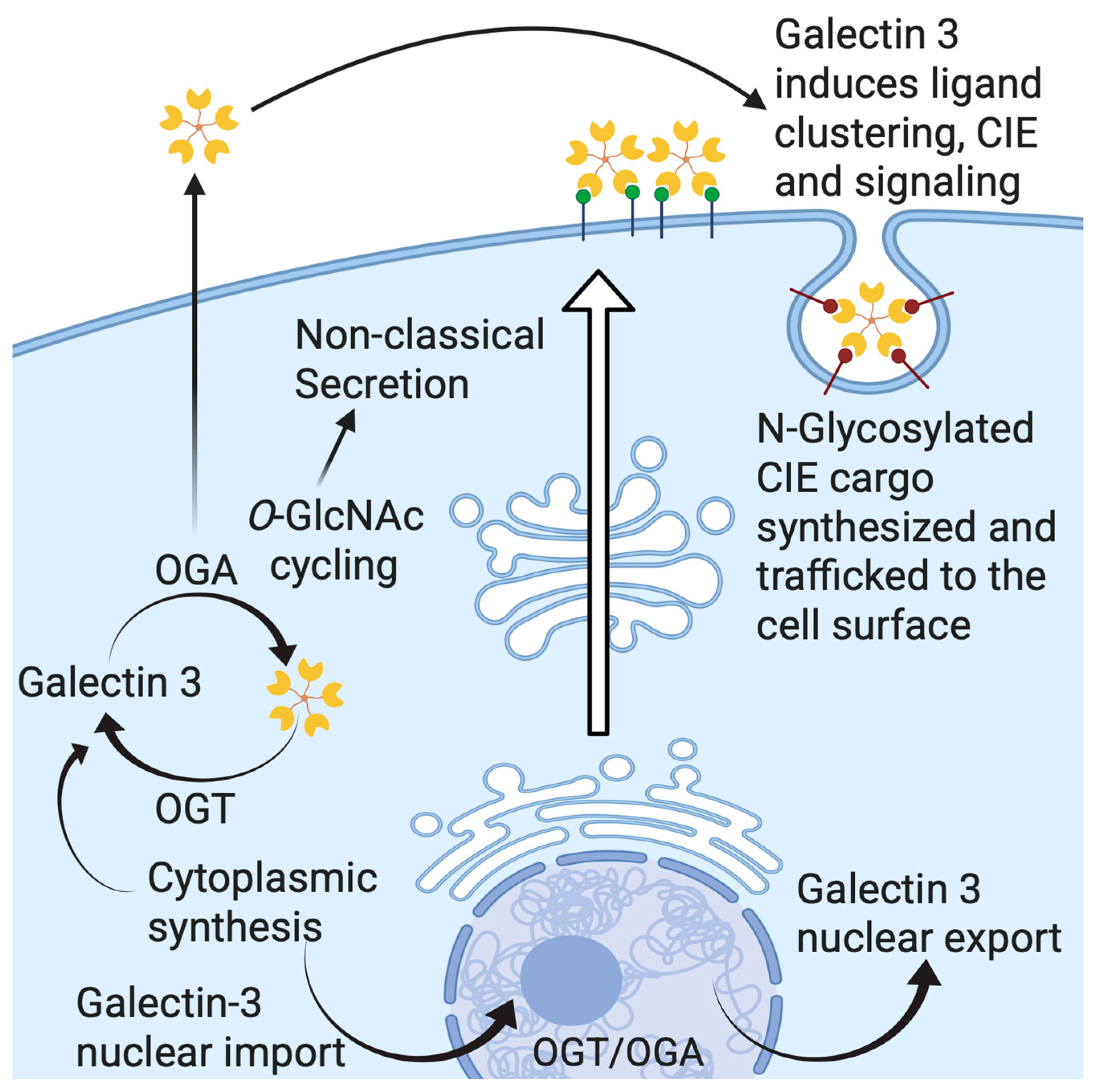 Biomolecules 15 01028 g006