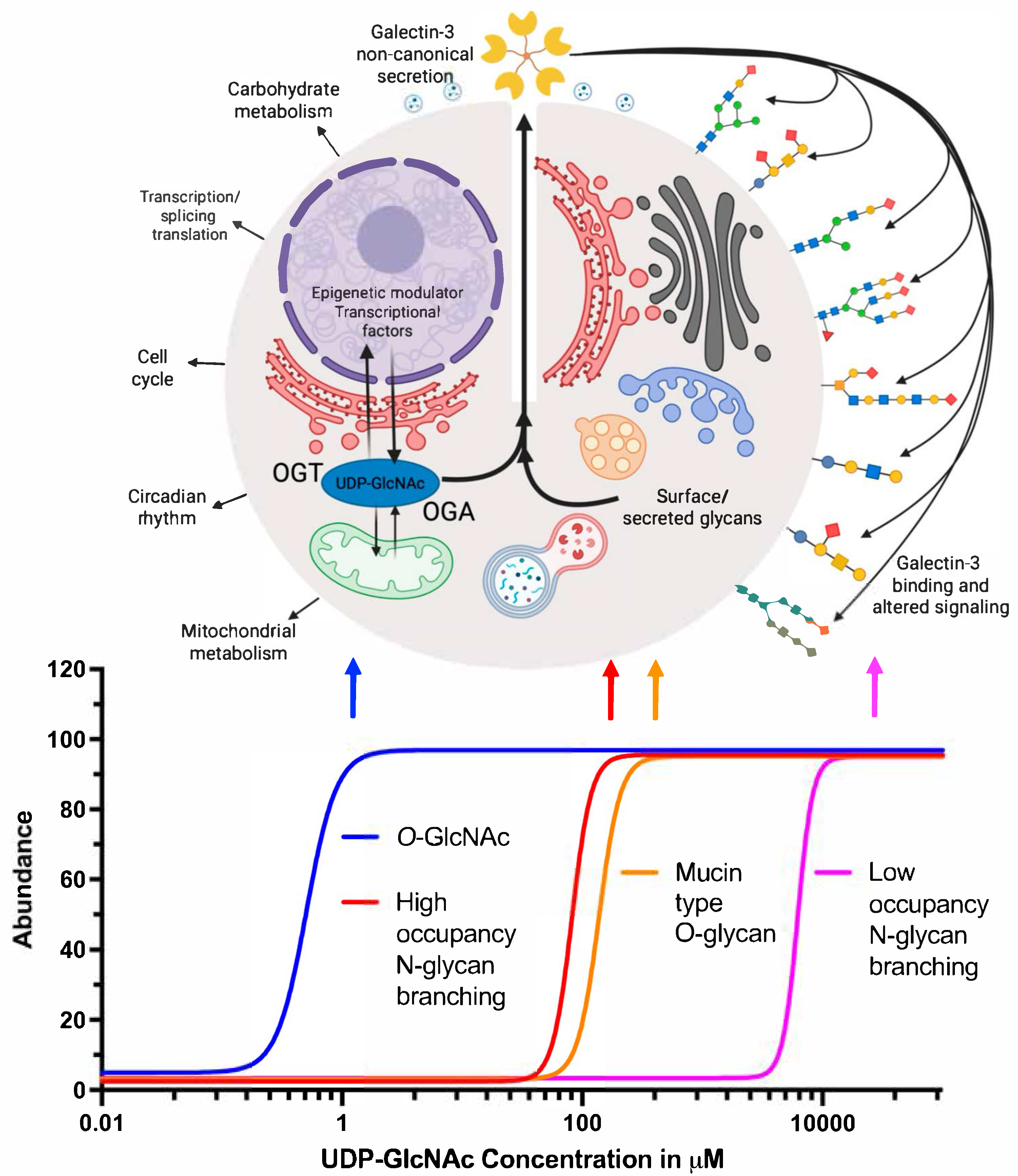 Biomolecules 15 01028 g007