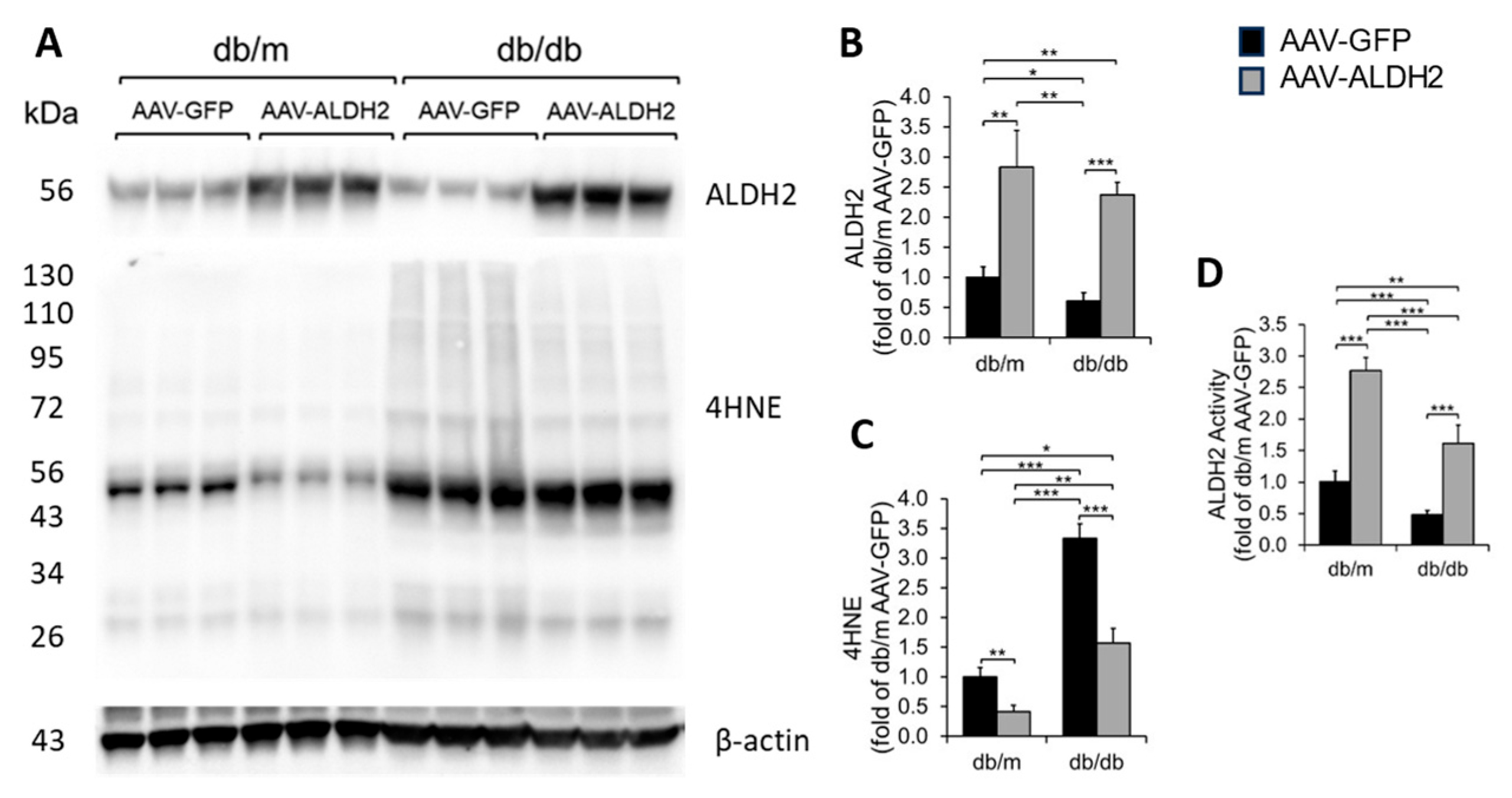 Biomolecules 15 01029 g003