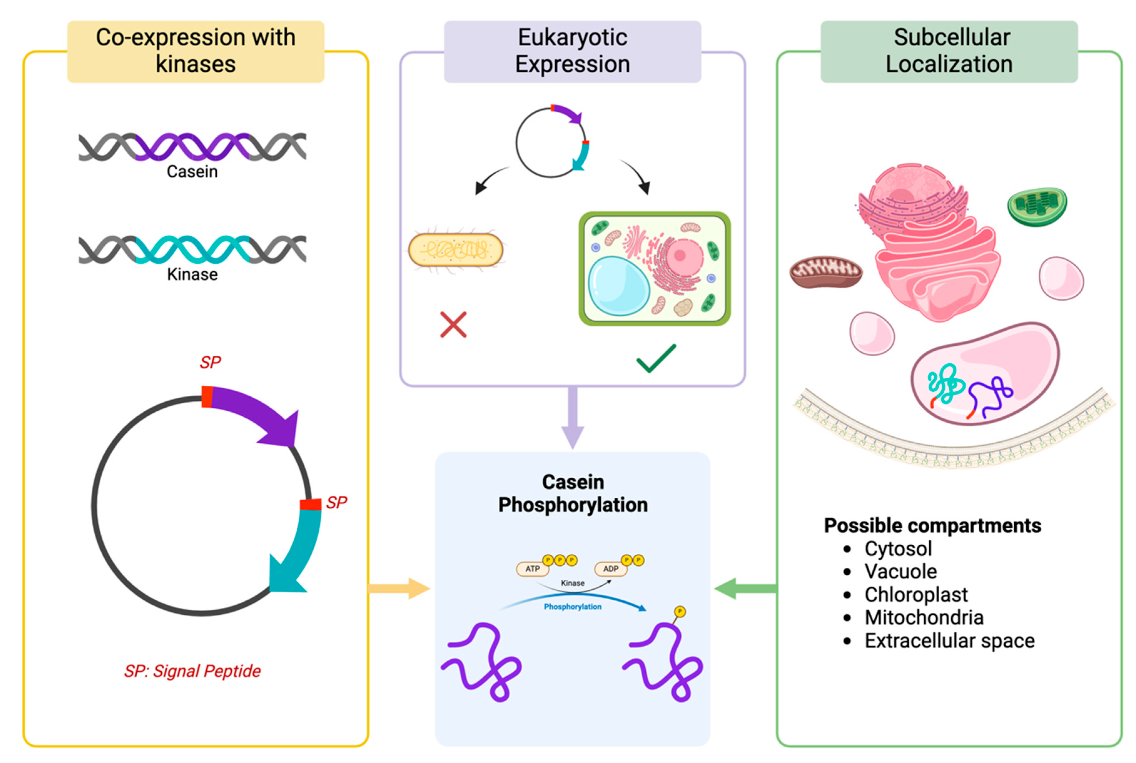 Biomolecules 15 01031 g003