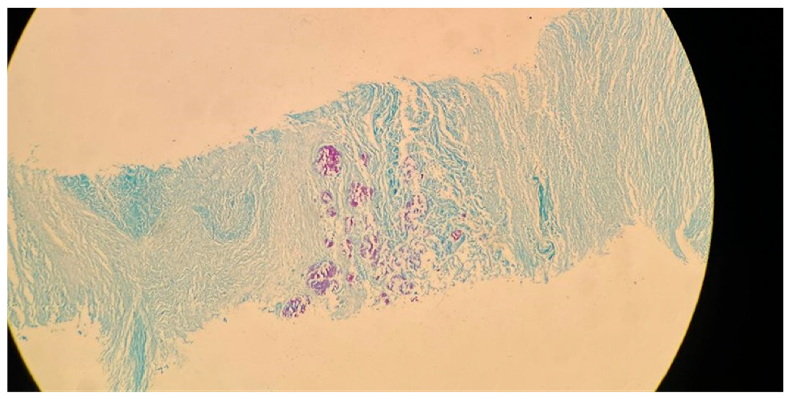 Biomolecules 15 01036 g003