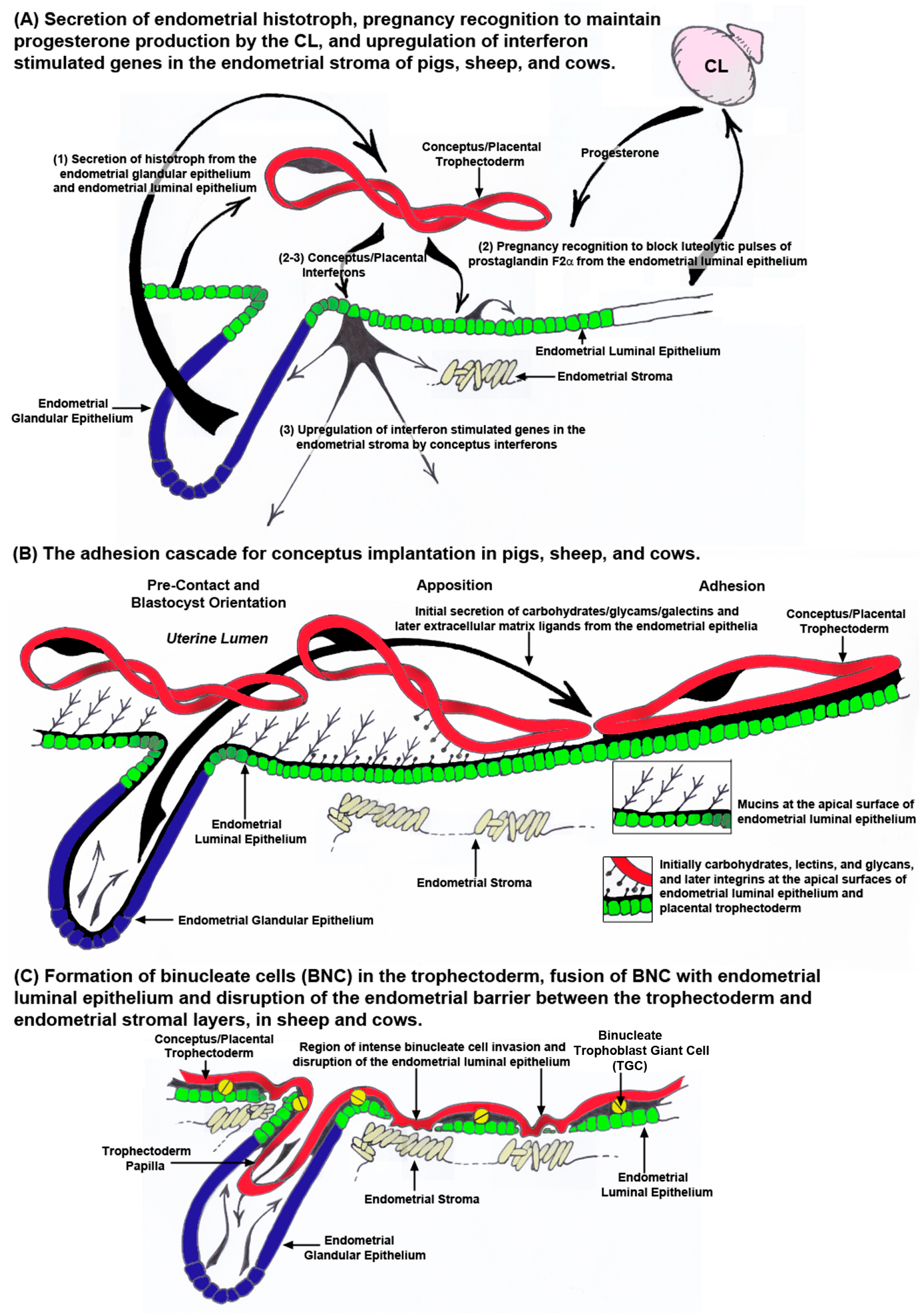 Biomolecules 15 01037 g004 Biomolecules 15 01037 g004