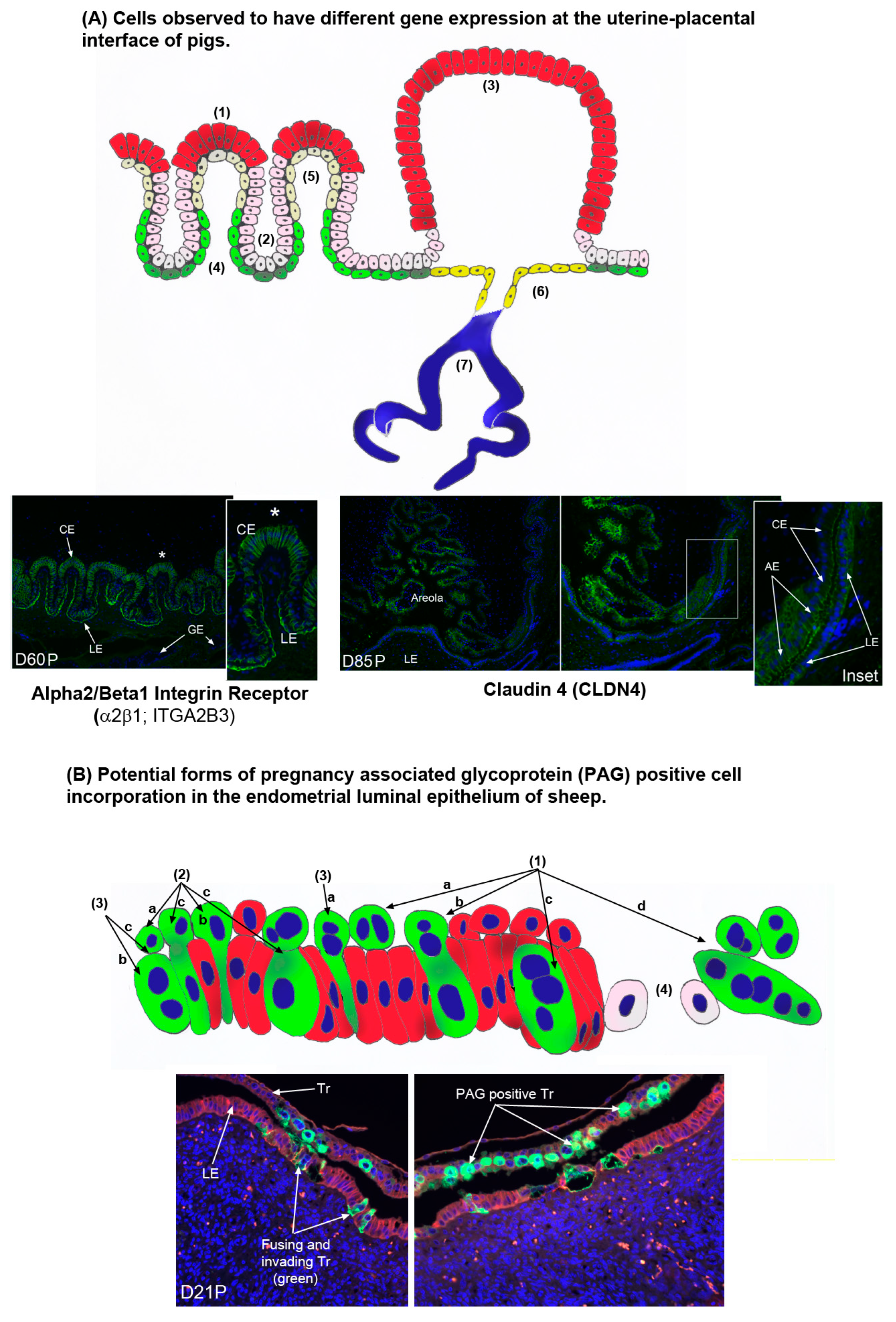 Biomolecules 15 01037 g006 Biomolecules 15 01037 g006