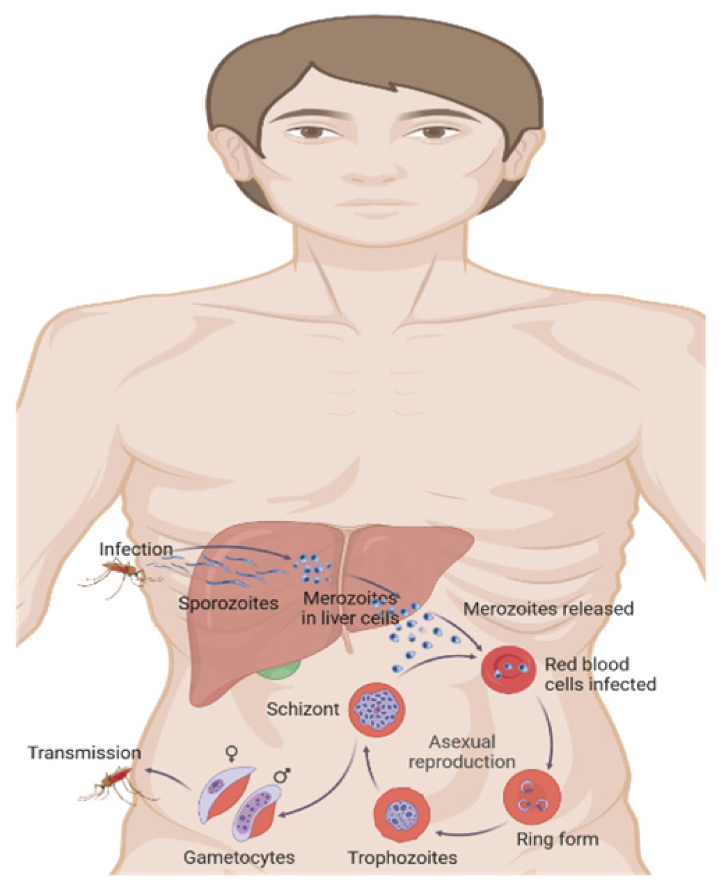 Biomolecules 15 01038 g001 Biomolecules 15 01038 g001