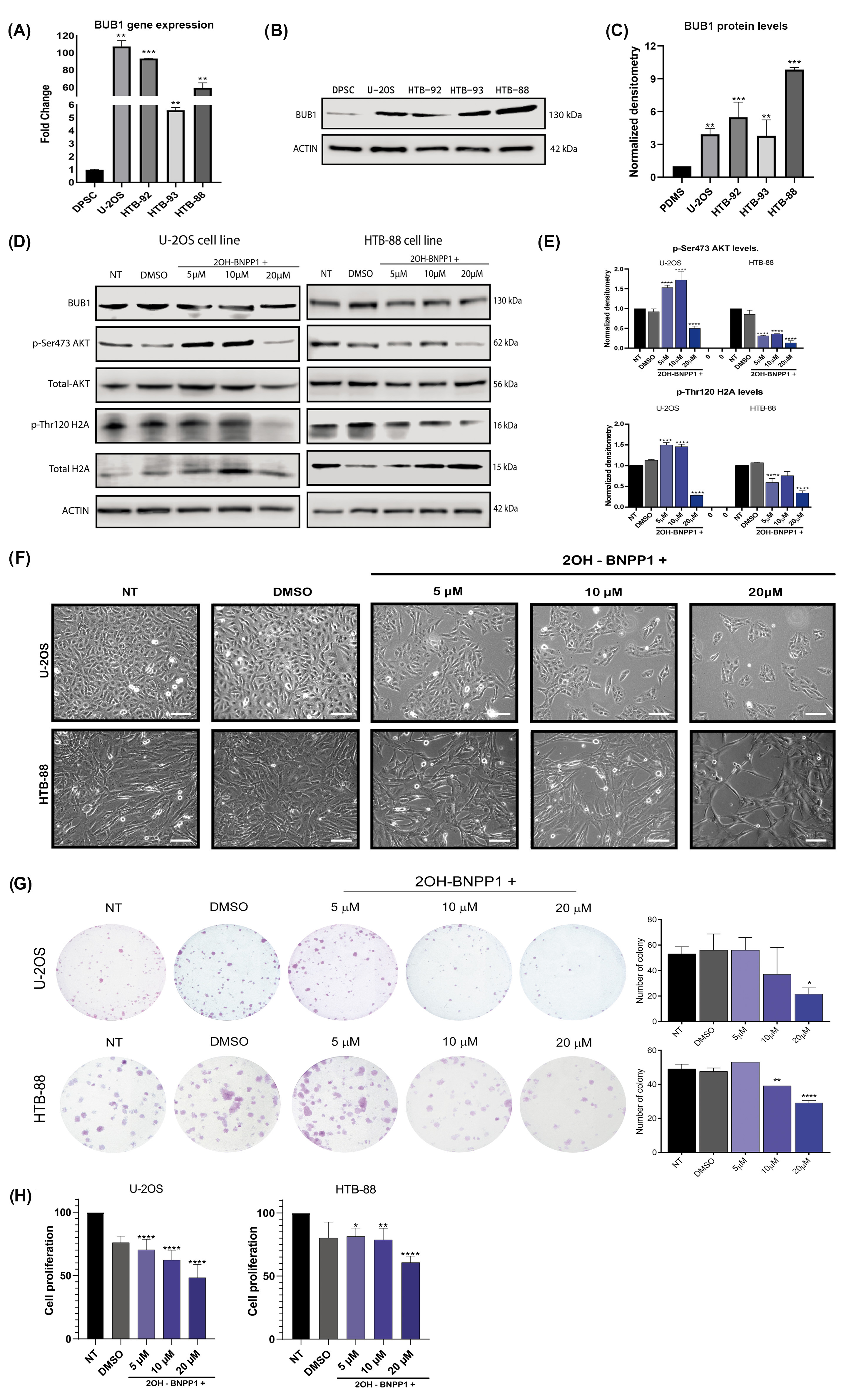 Biomolecules 15 01046 g004