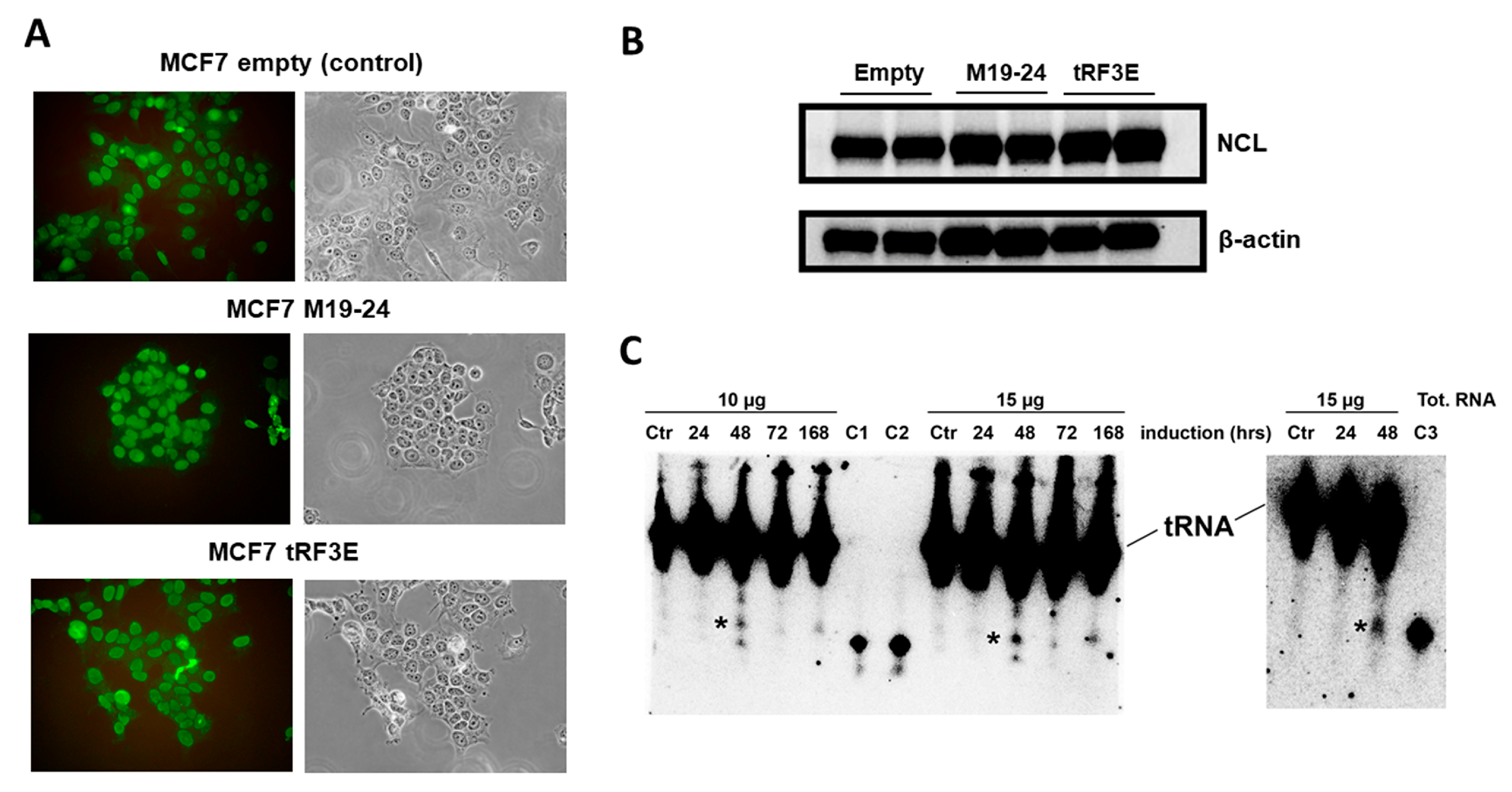 Biomolecules 15 01054 g007