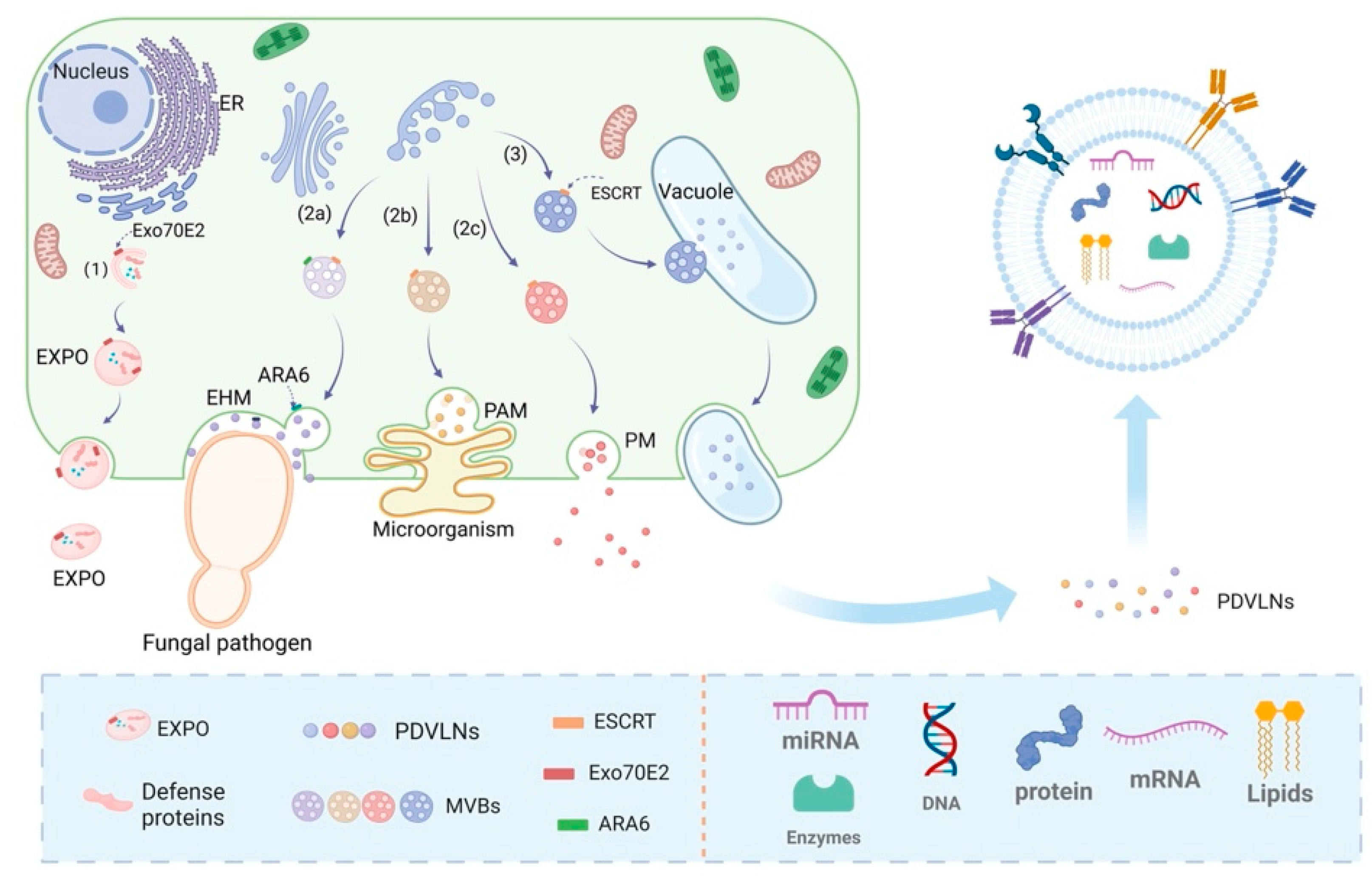 Biomolecules 15 01055 g001