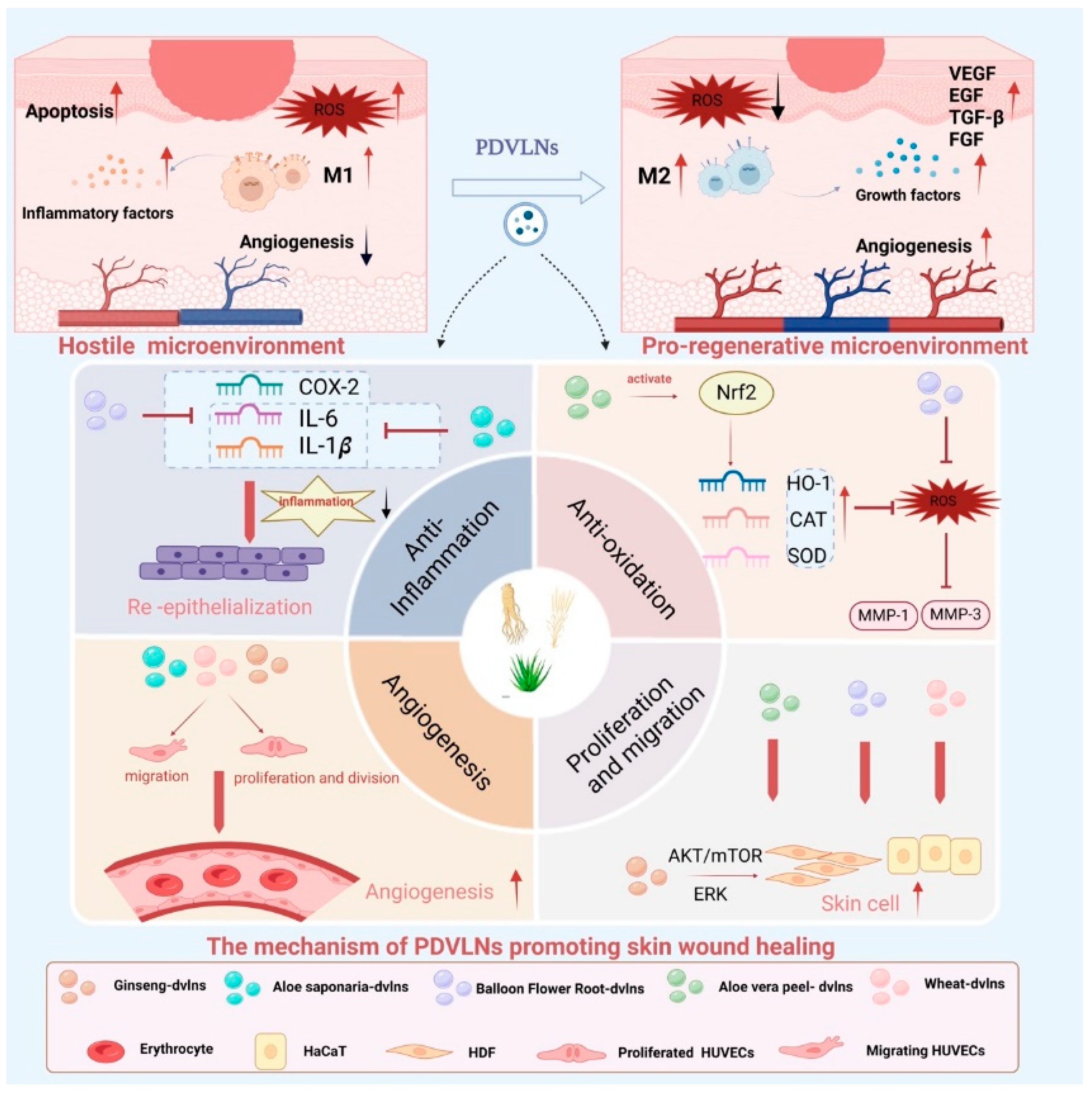 Biomolecules 15 01055 g003