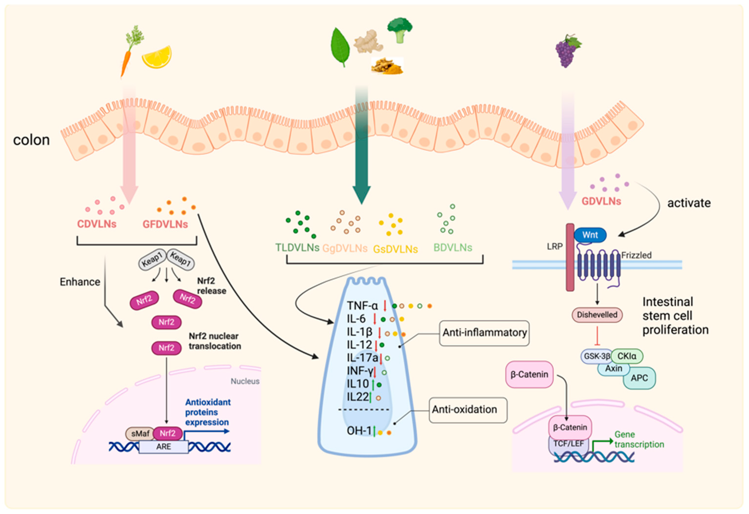 Biomolecules 15 01055 g006