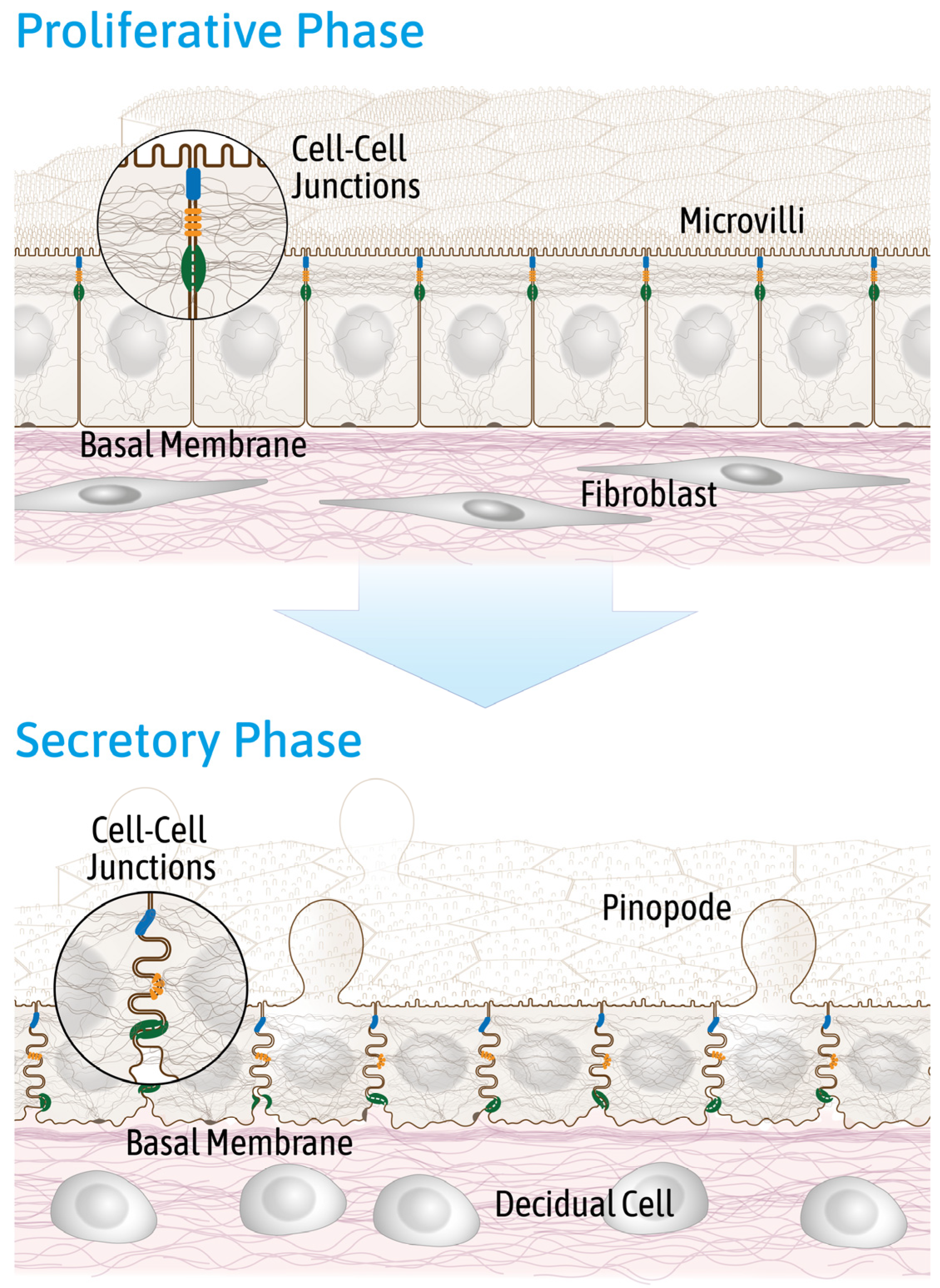 Biomolecules 15 01057 g001