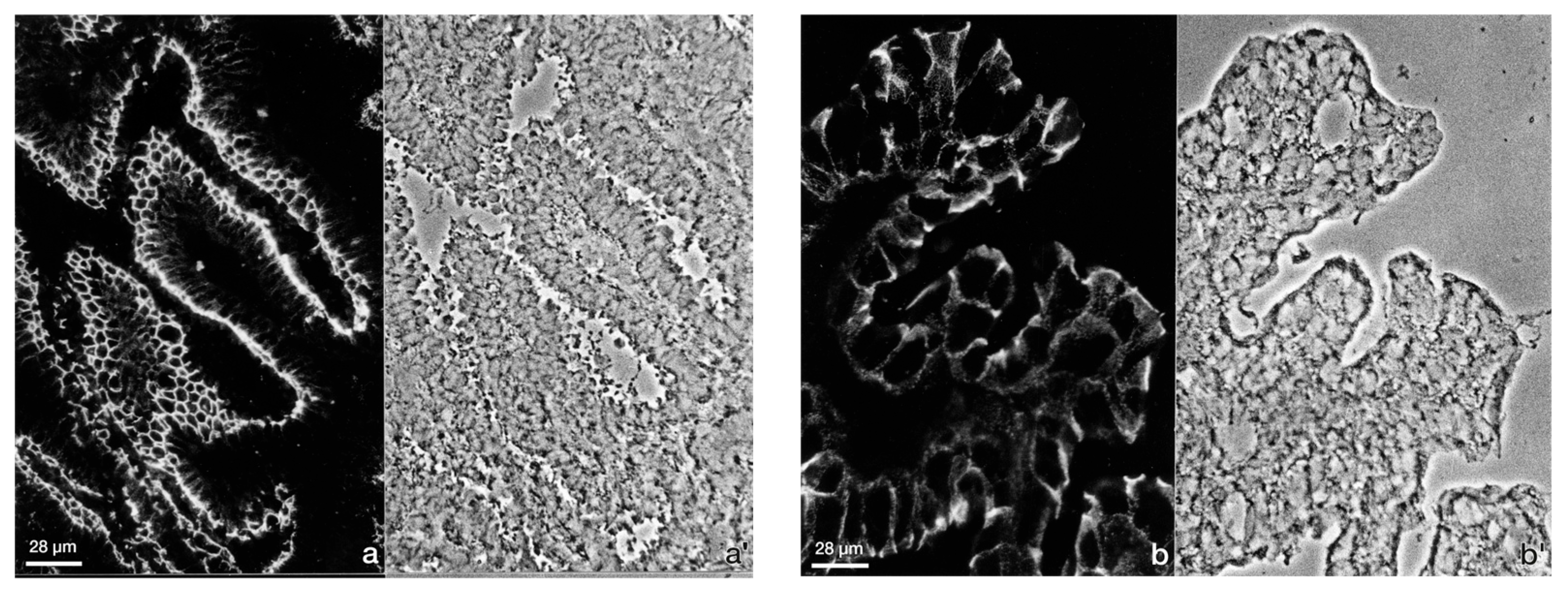 Biomolecules 15 01057 g005