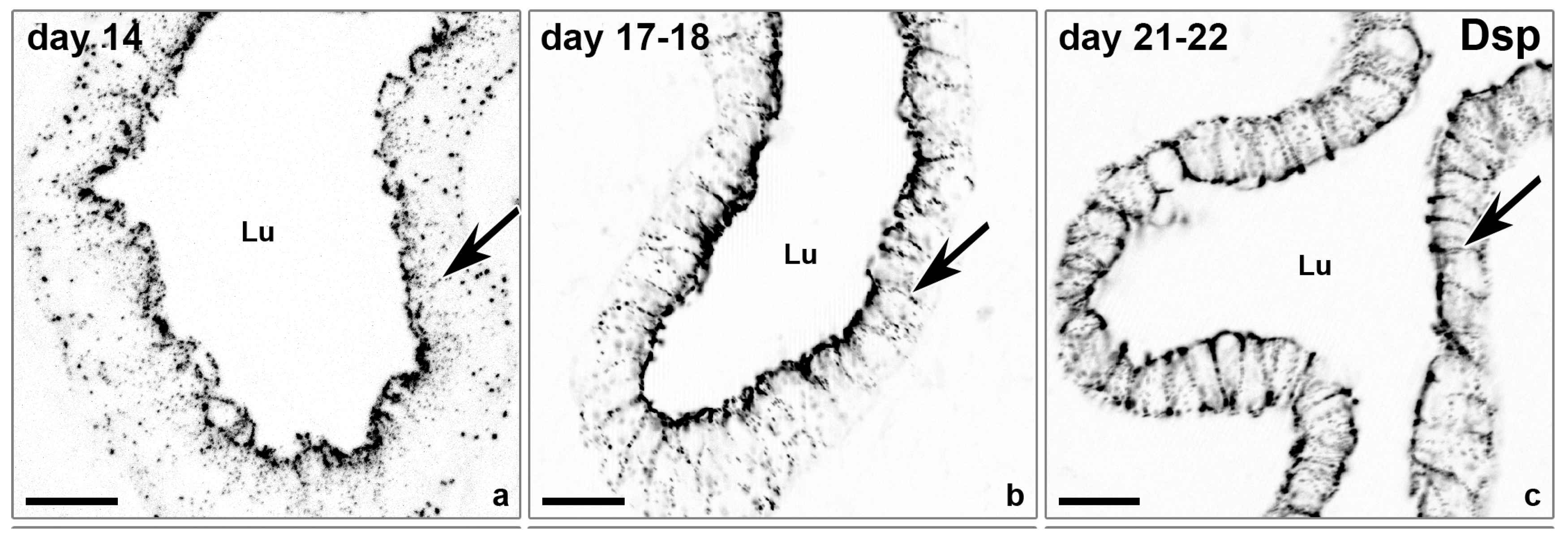 Biomolecules 15 01057 g006