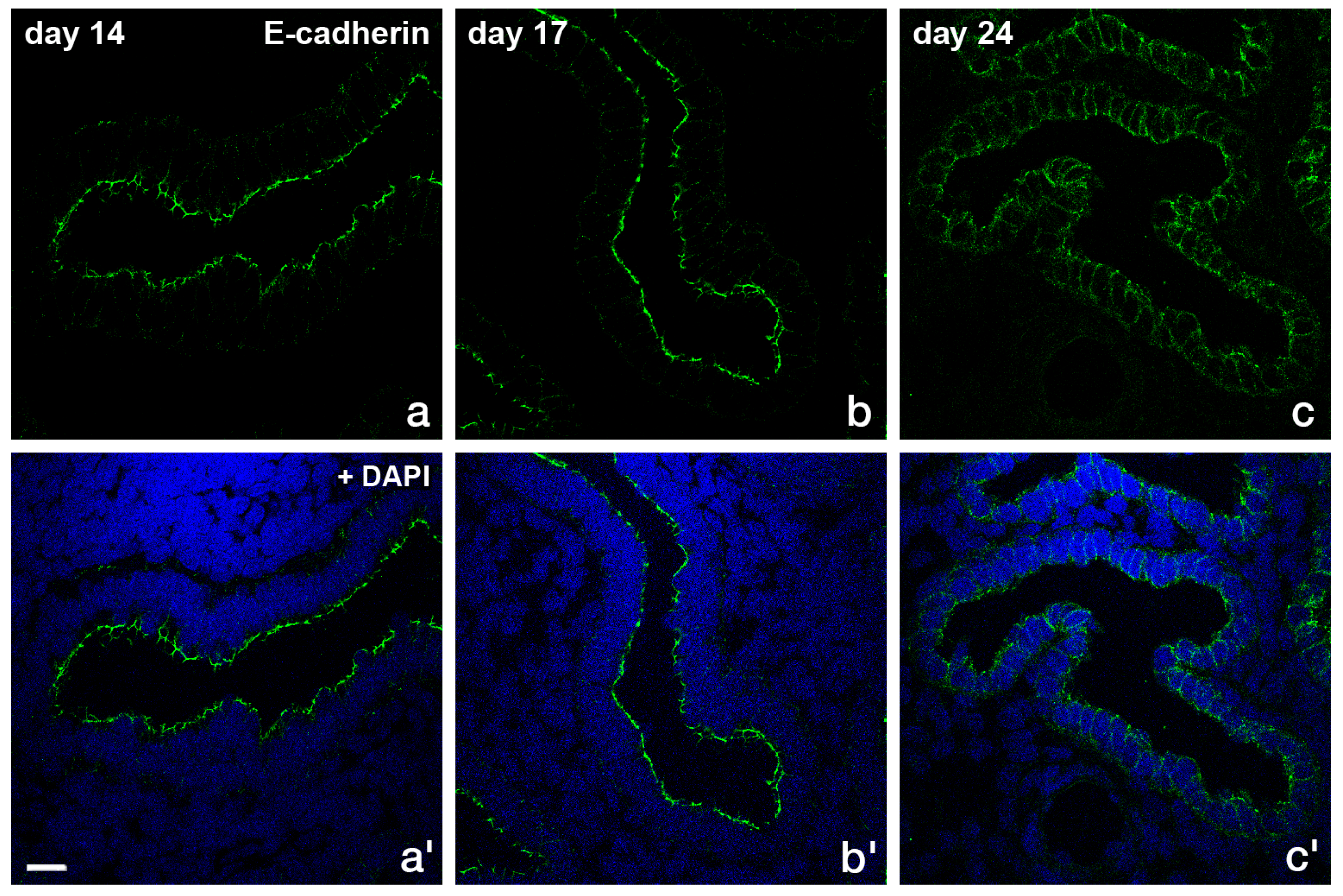 Biomolecules 15 01057 g007