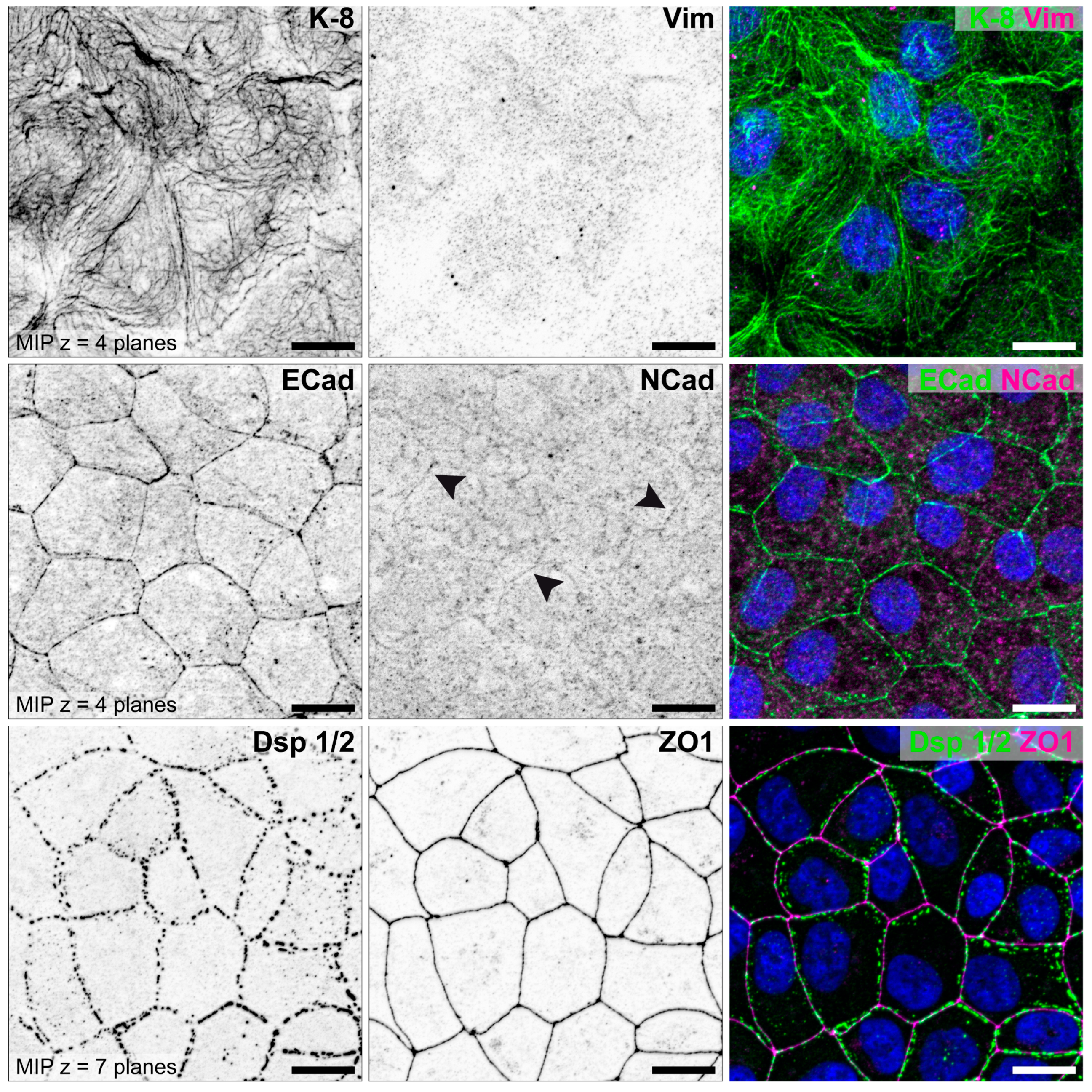 Biomolecules 15 01057 g009