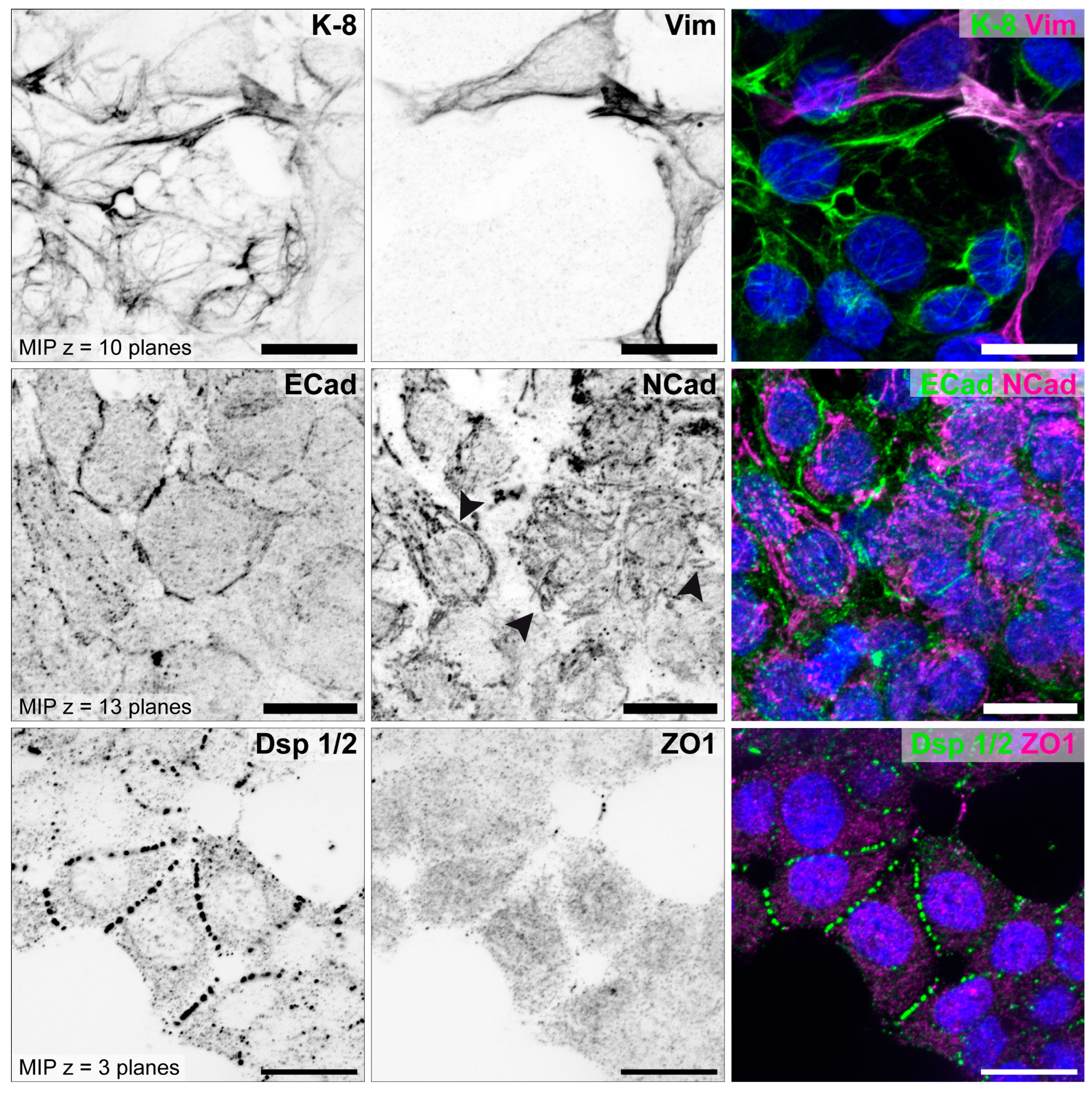Biomolecules 15 01057 g010