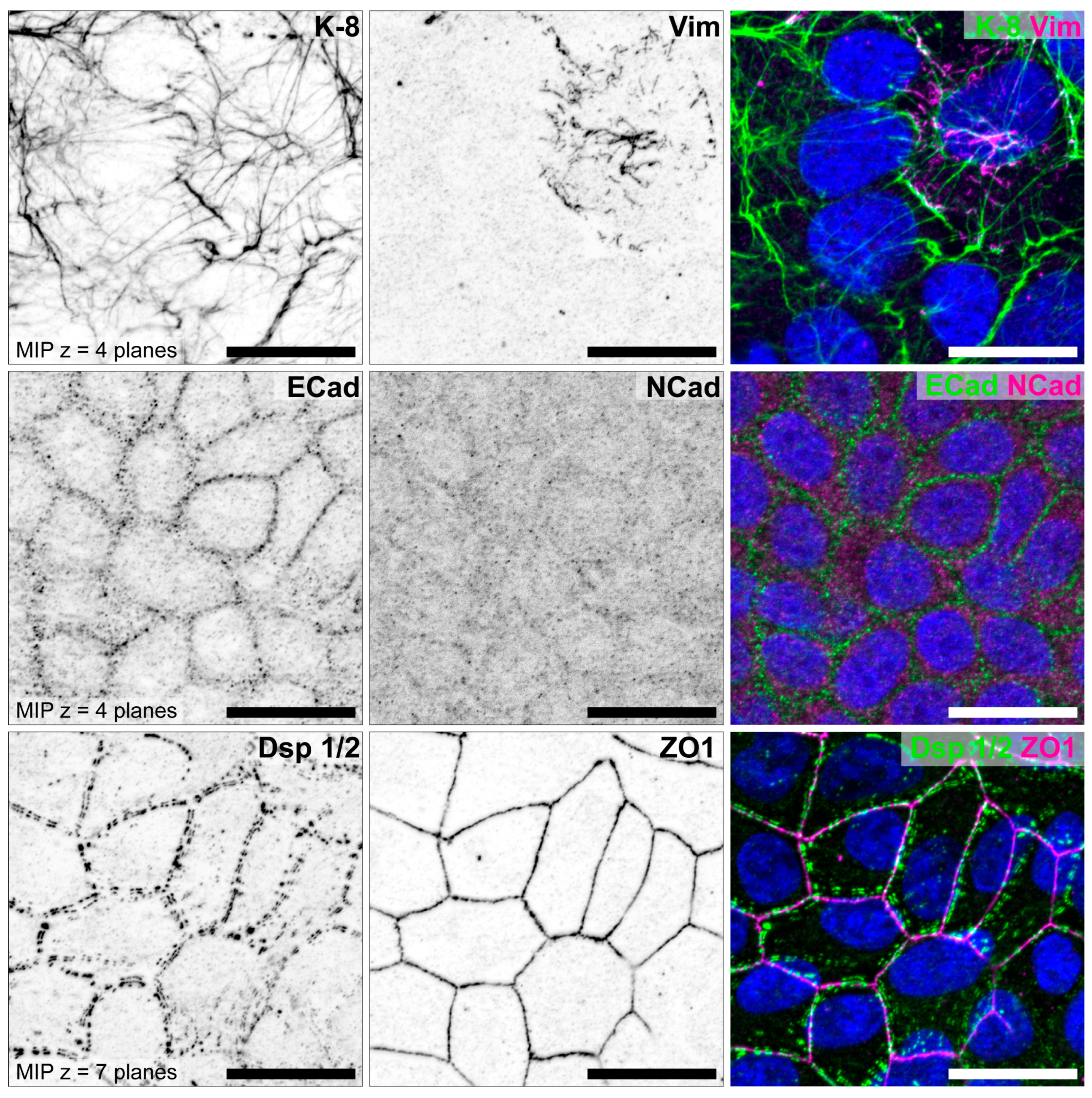 Biomolecules 15 01057 g011