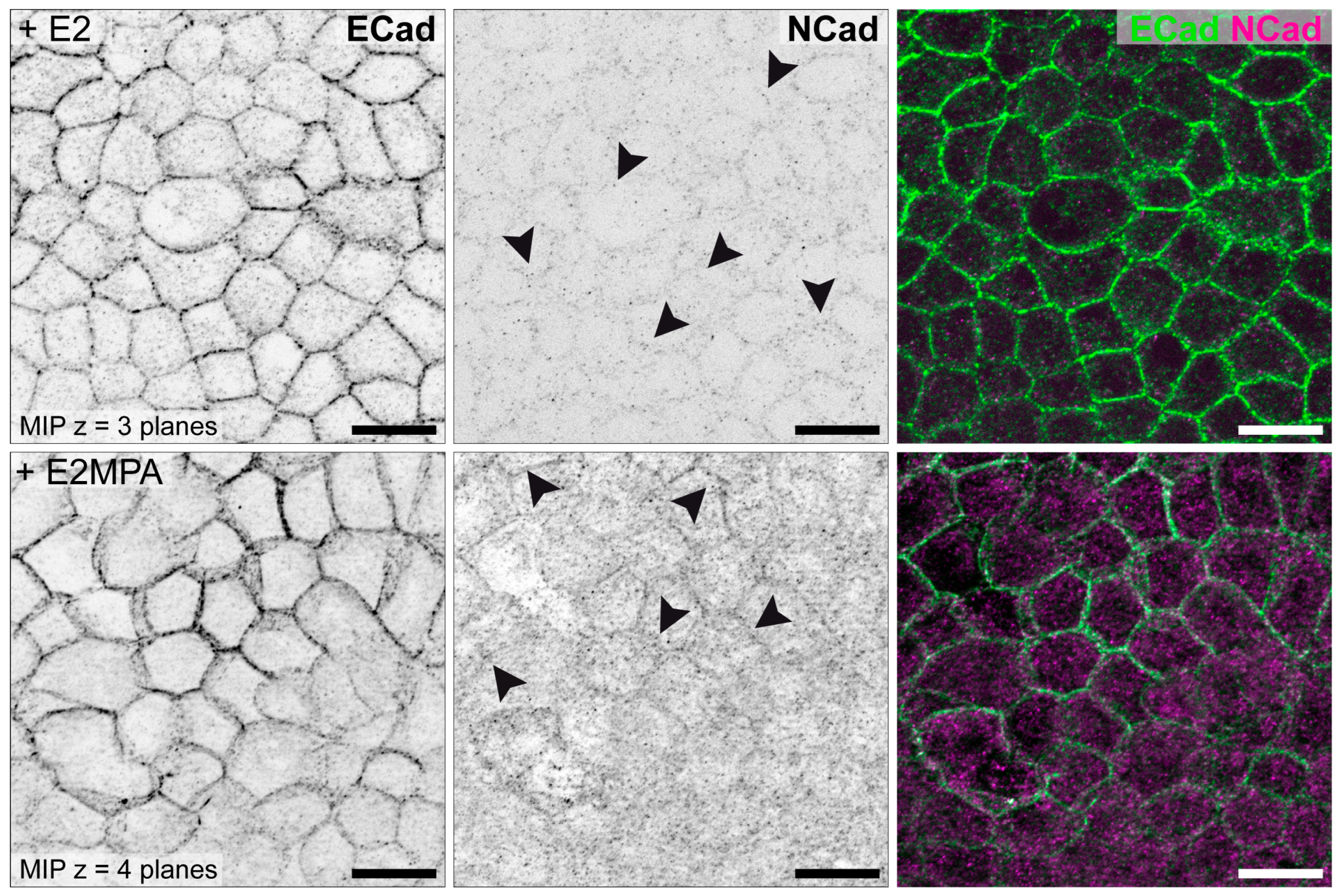 Biomolecules 15 01057 g012
