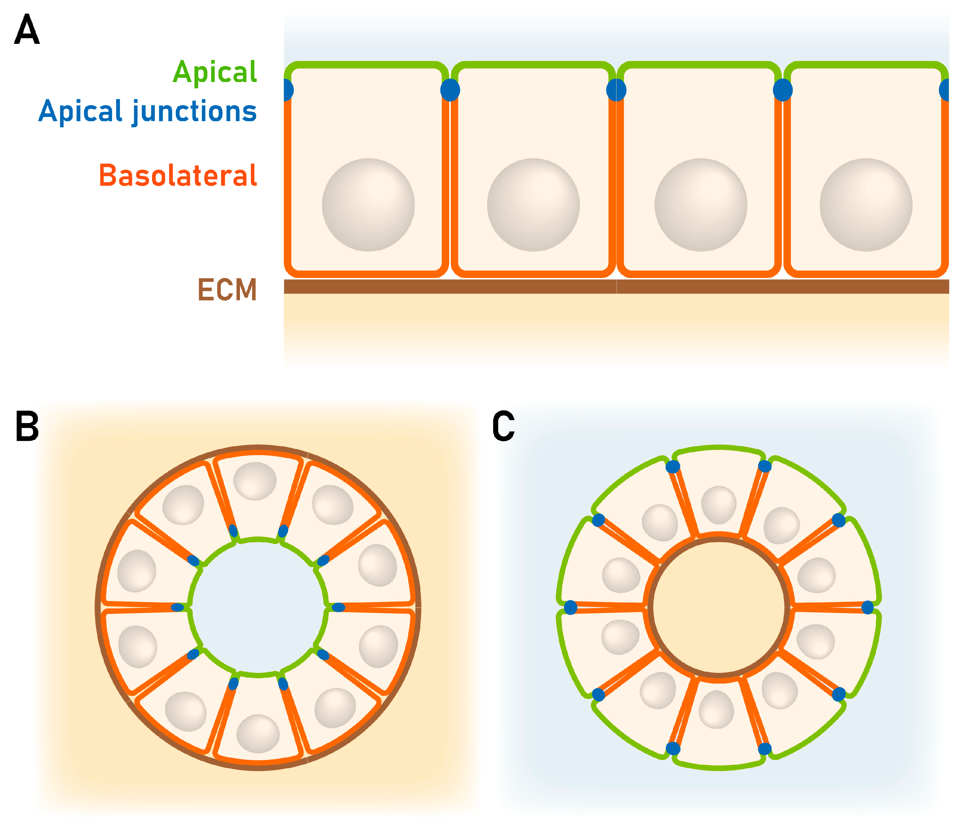 Biomolecules 15 01057 g013
