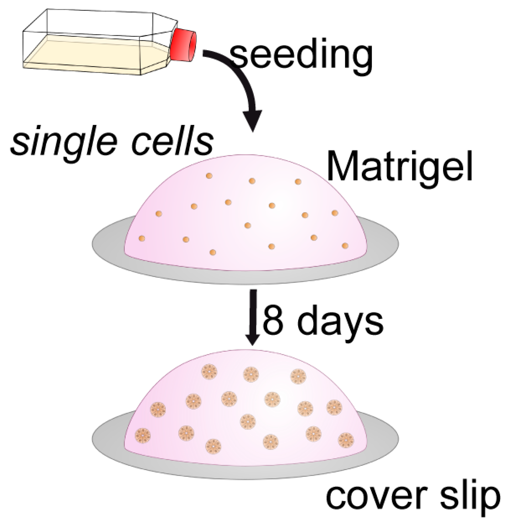 Biomolecules 15 01057 g014