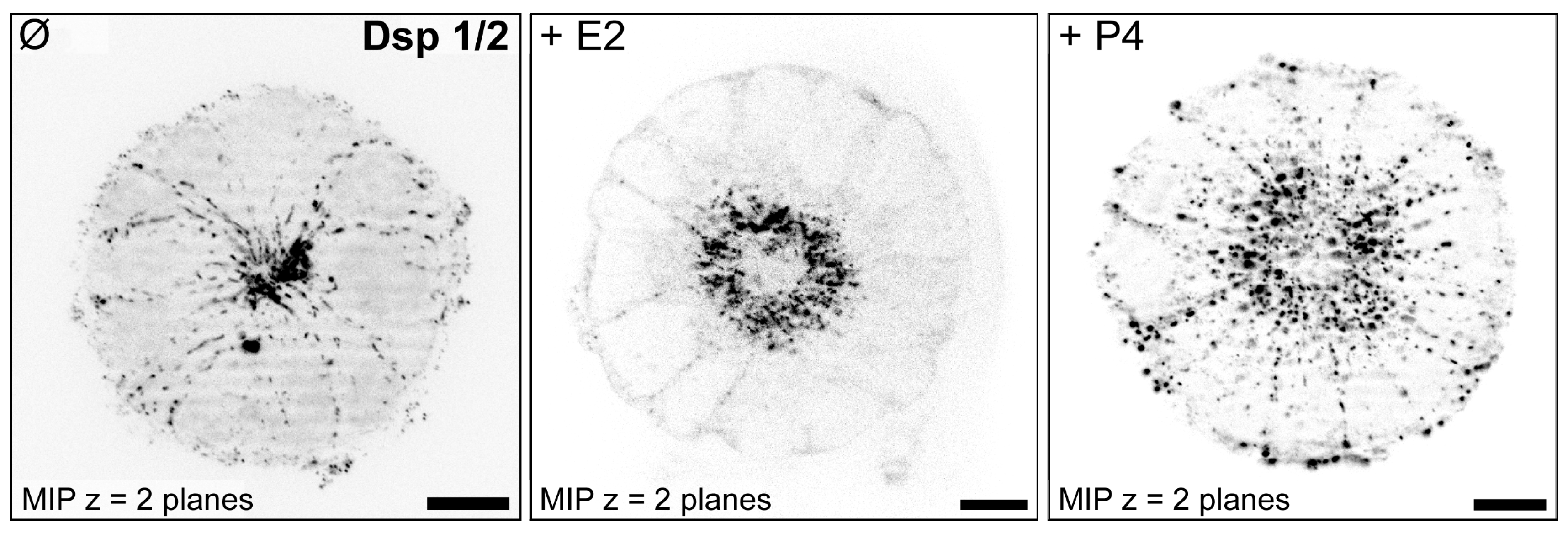 Biomolecules 15 01057 g017