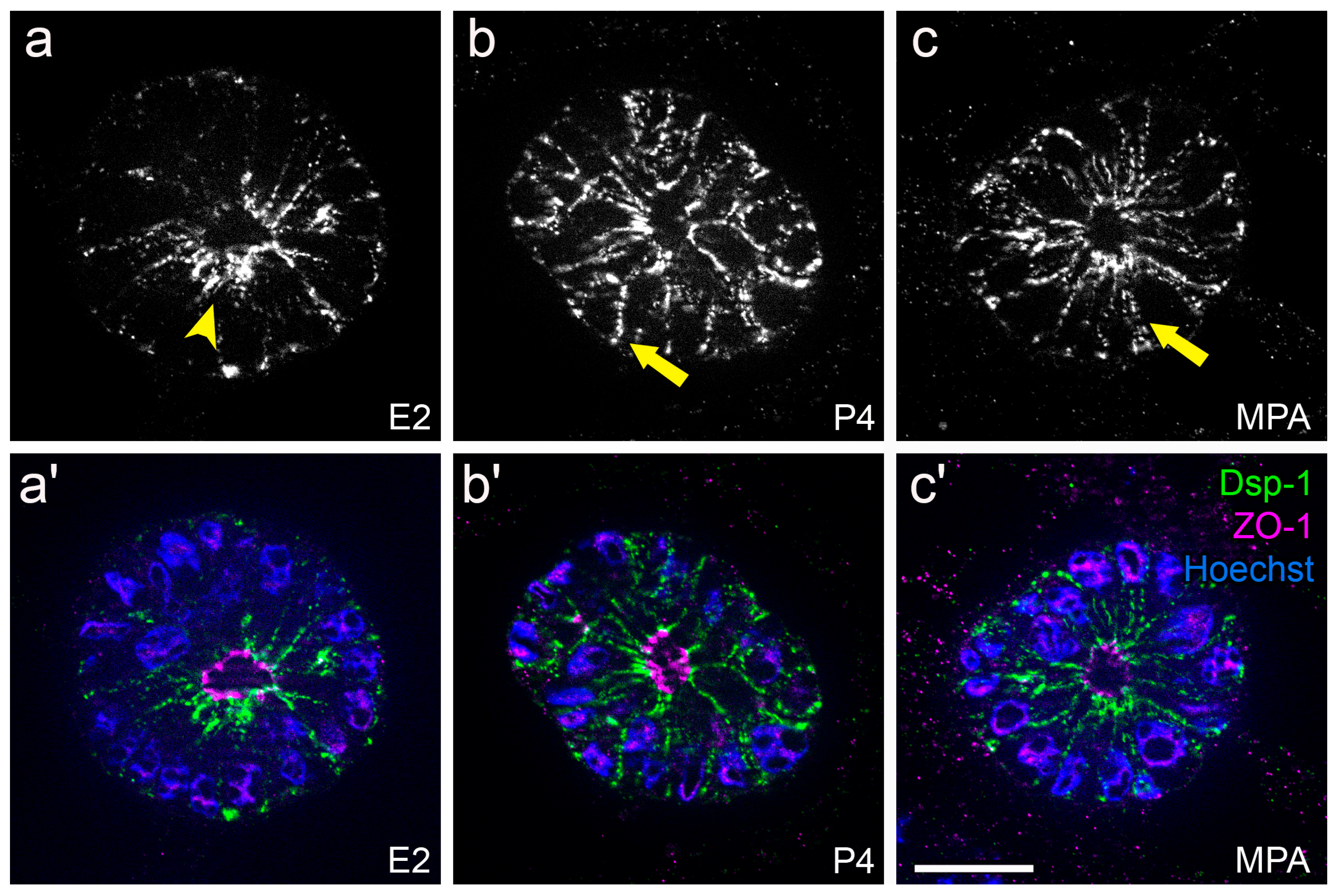 Biomolecules 15 01057 g018