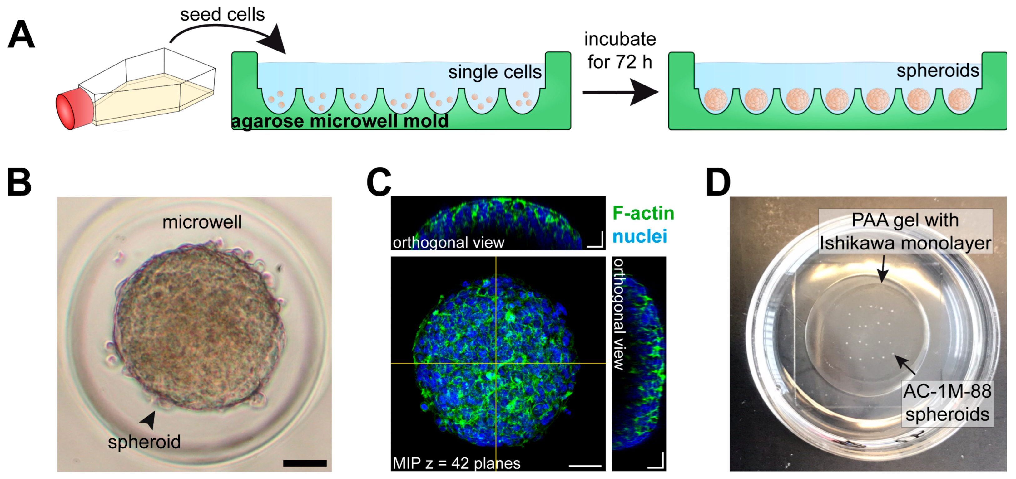 Biomolecules 15 01057 g021
