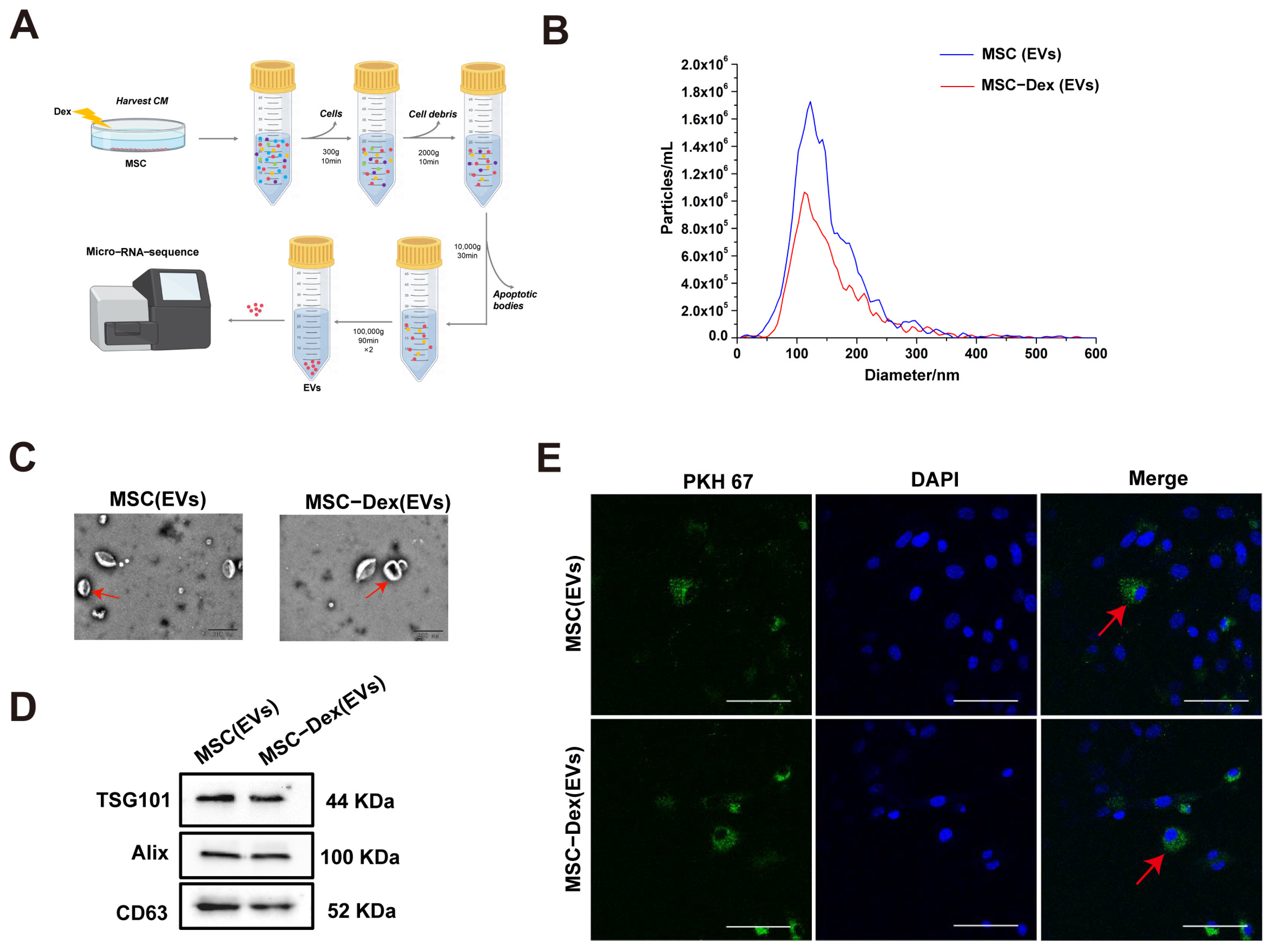 Biomolecules 15 01072 g002