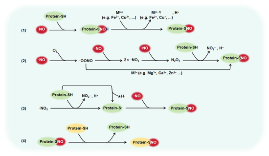 S-Nitrosylation in Cardiovascular Disorders: The State of