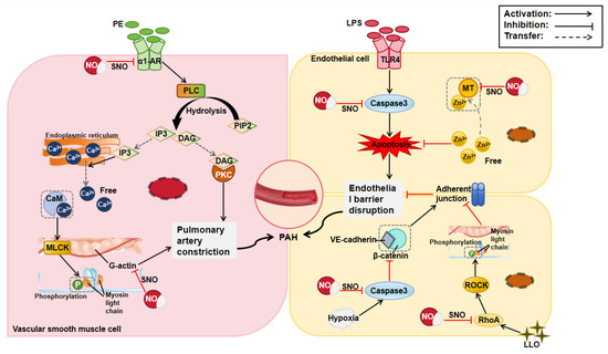 S-Nitrosylation in Cardiovascular Disorders: The State of the Art