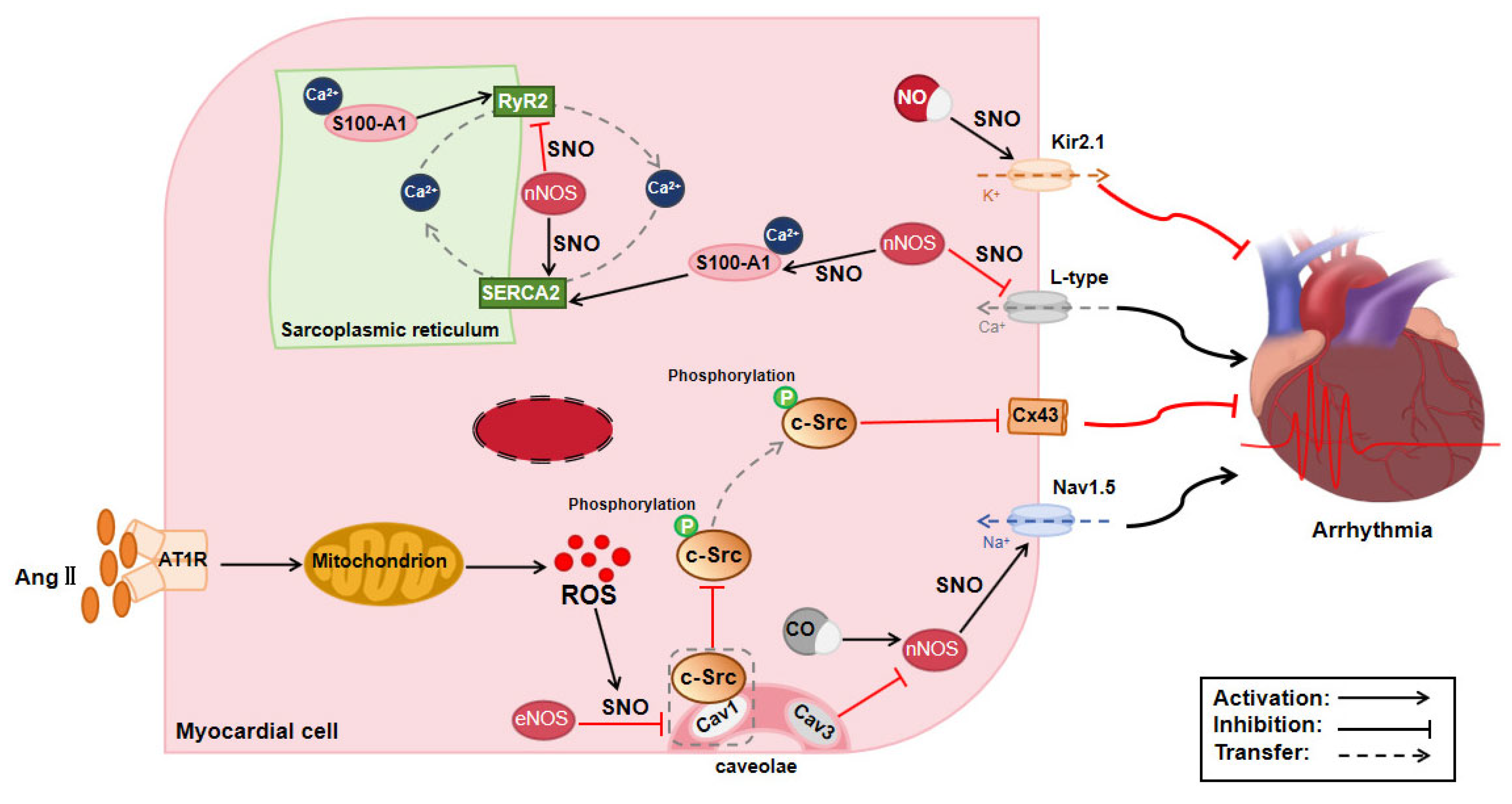 S-Nitrosylation in Cardiovascular Disorders: The State of