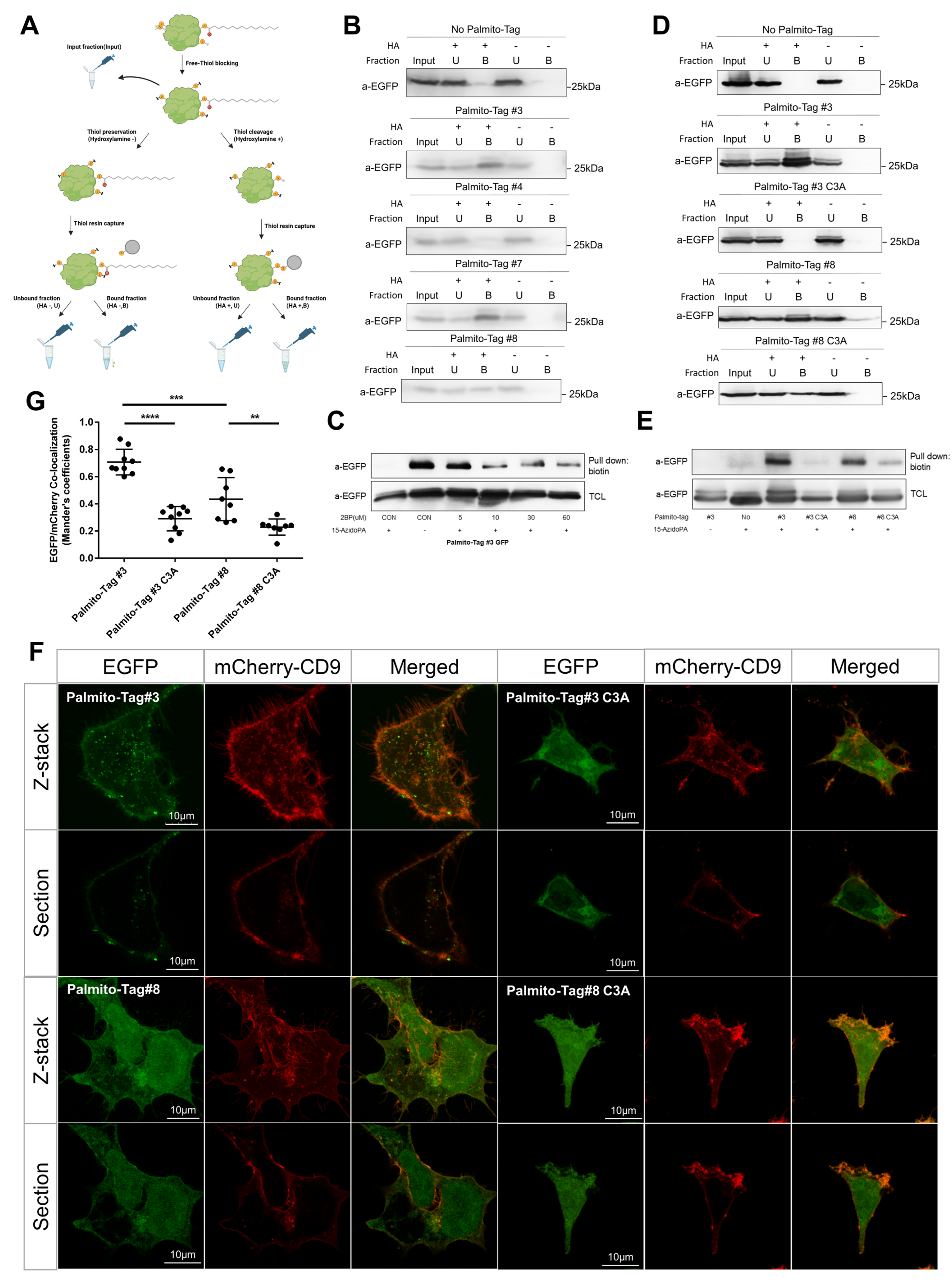 Biomolecules 15 01076 g004