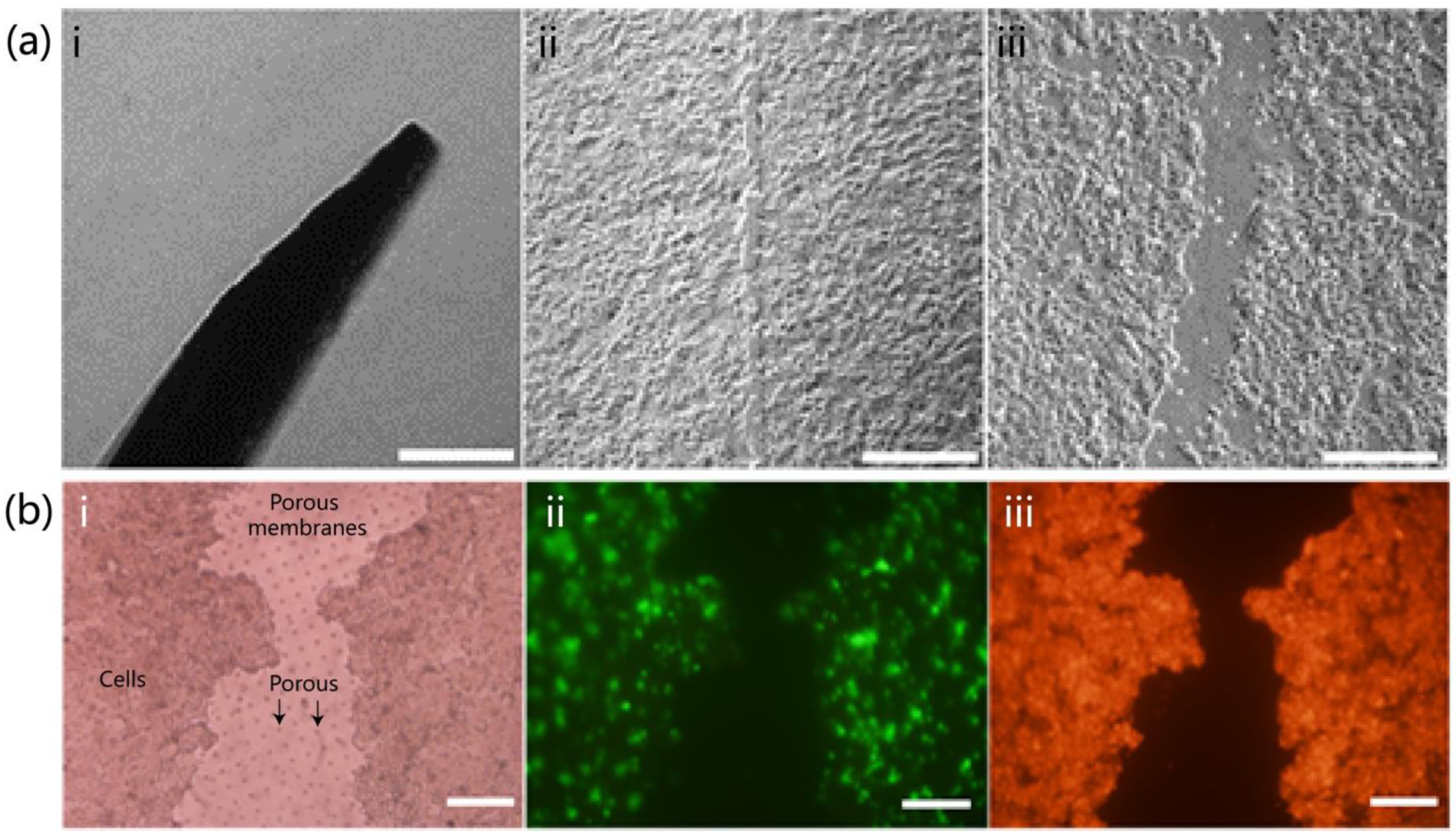 Biomolecules 15 01077 g003