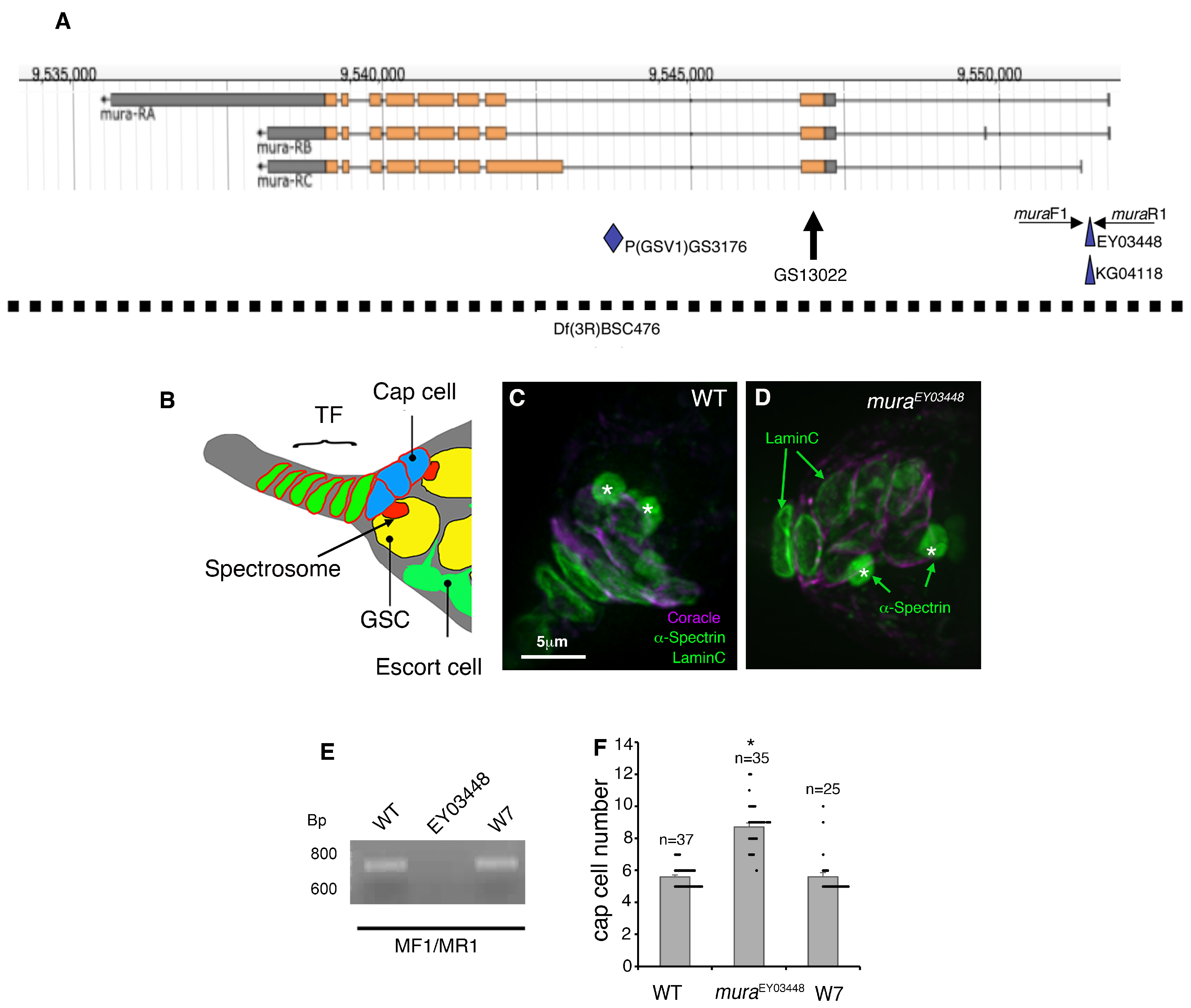 Biomolecules 15 01082 g001