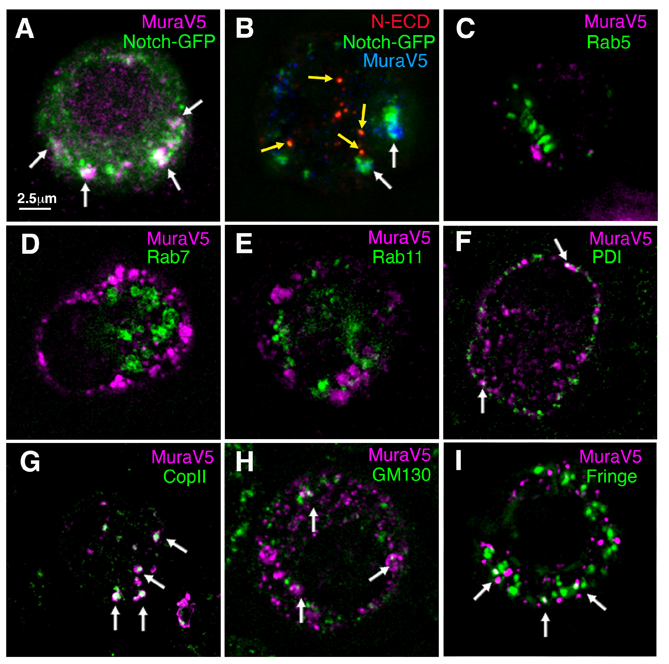 Biomolecules 15 01082 g006