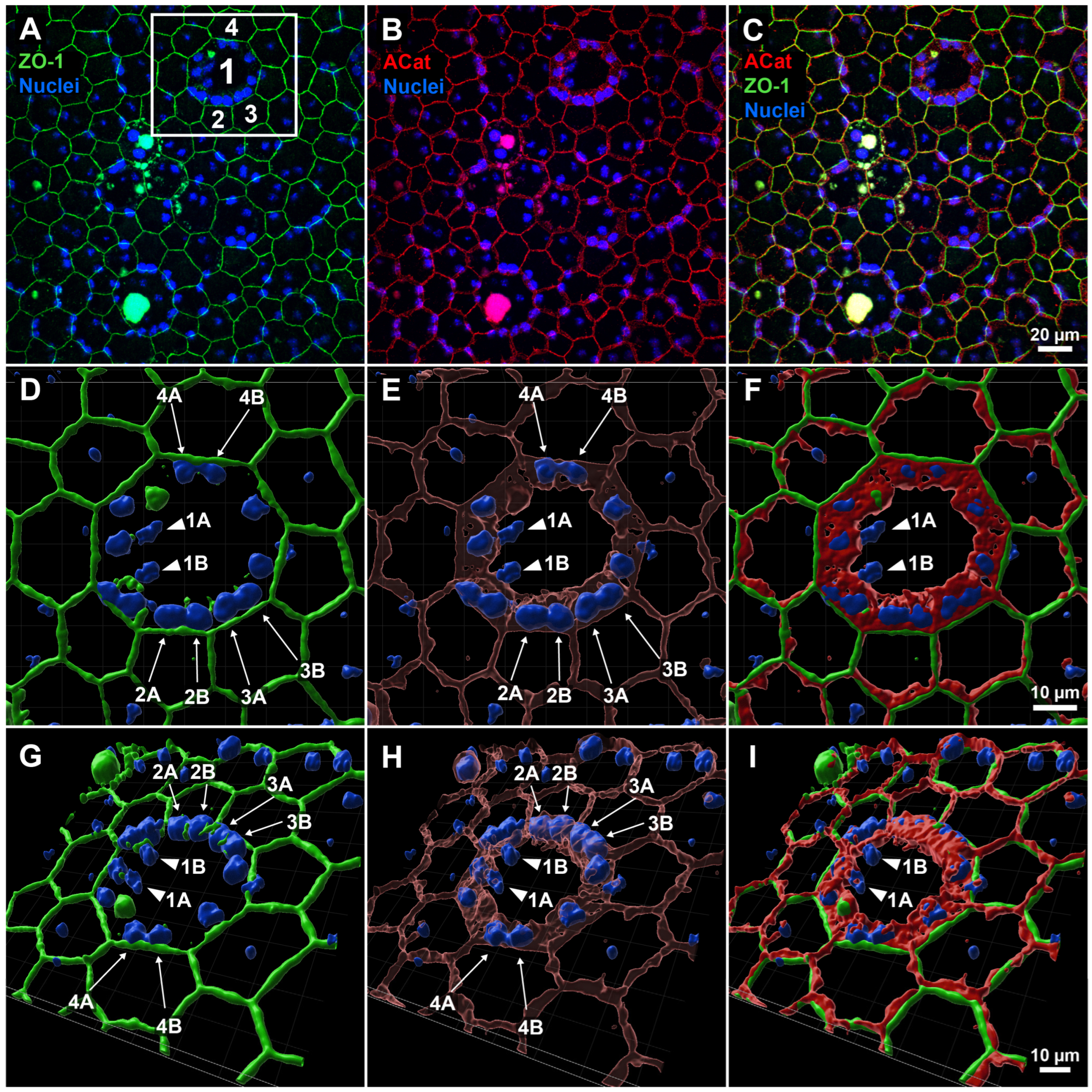 Biomolecules 15 01084 g001