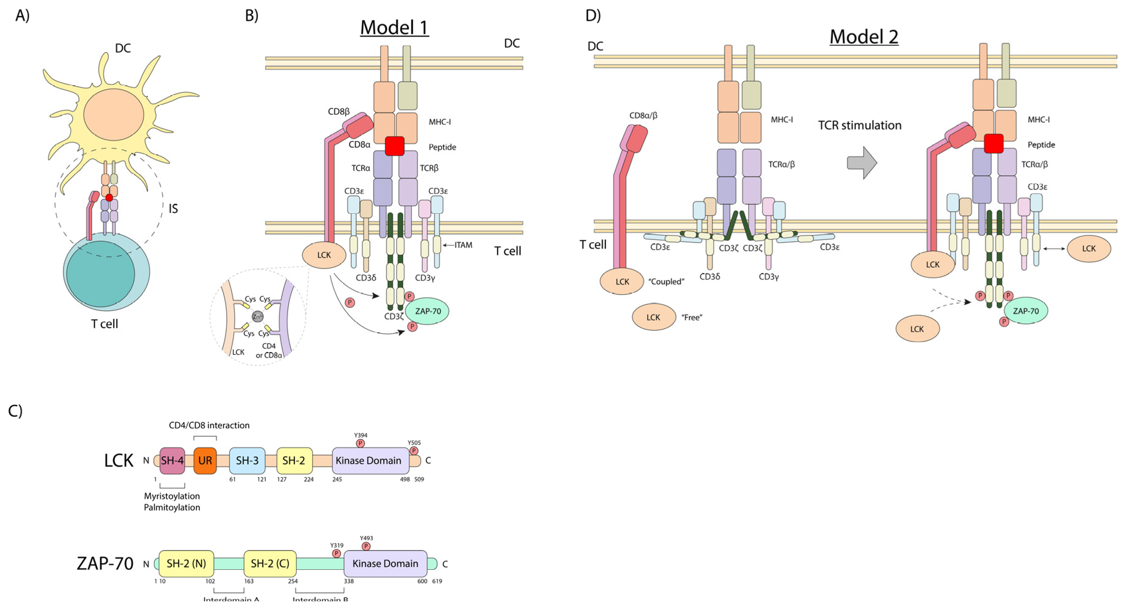 Biomolecules 15 01096 g001