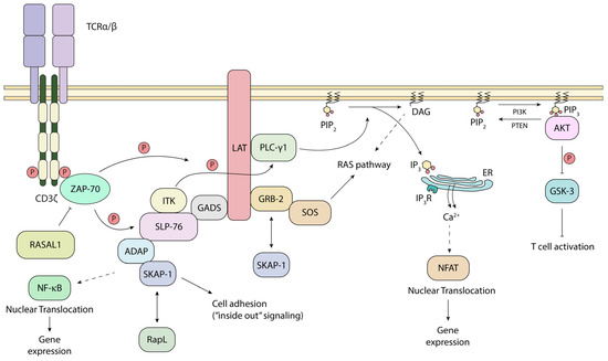 CD4/CD8–p56lck Induced T-Cell Receptor Signaling and Its