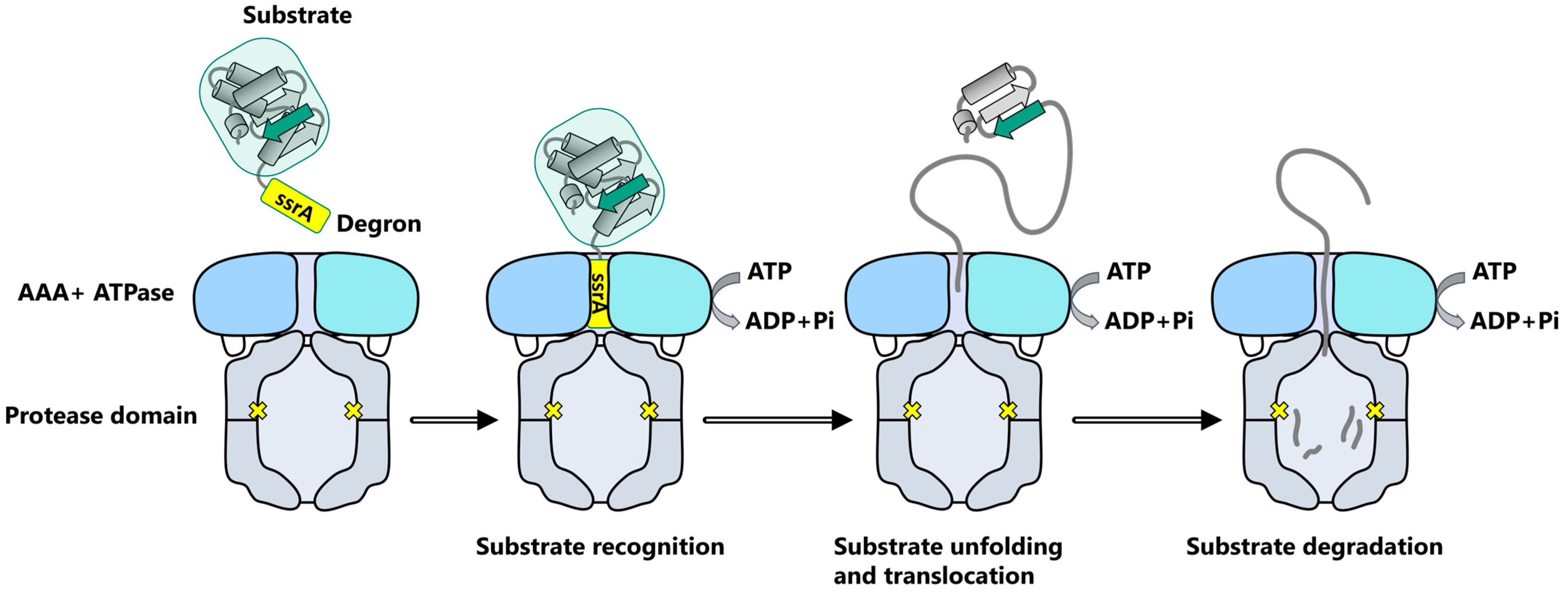 Biomolecules 15 01097 g002