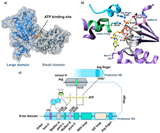 Recent Advances in the Structural Studies of the Proteolytic ClpP/ClpX ...