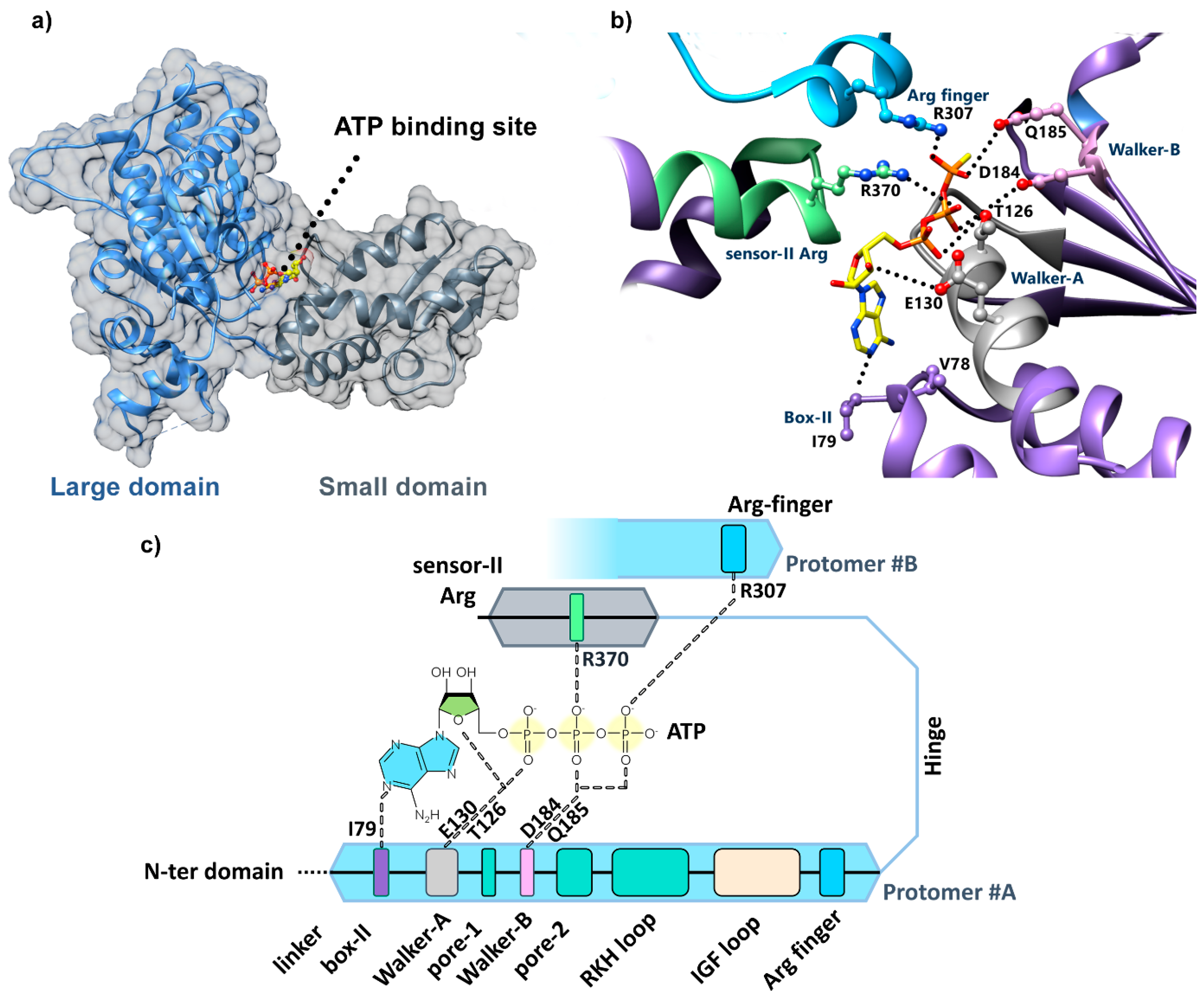Biomolecules 15 01097 g008