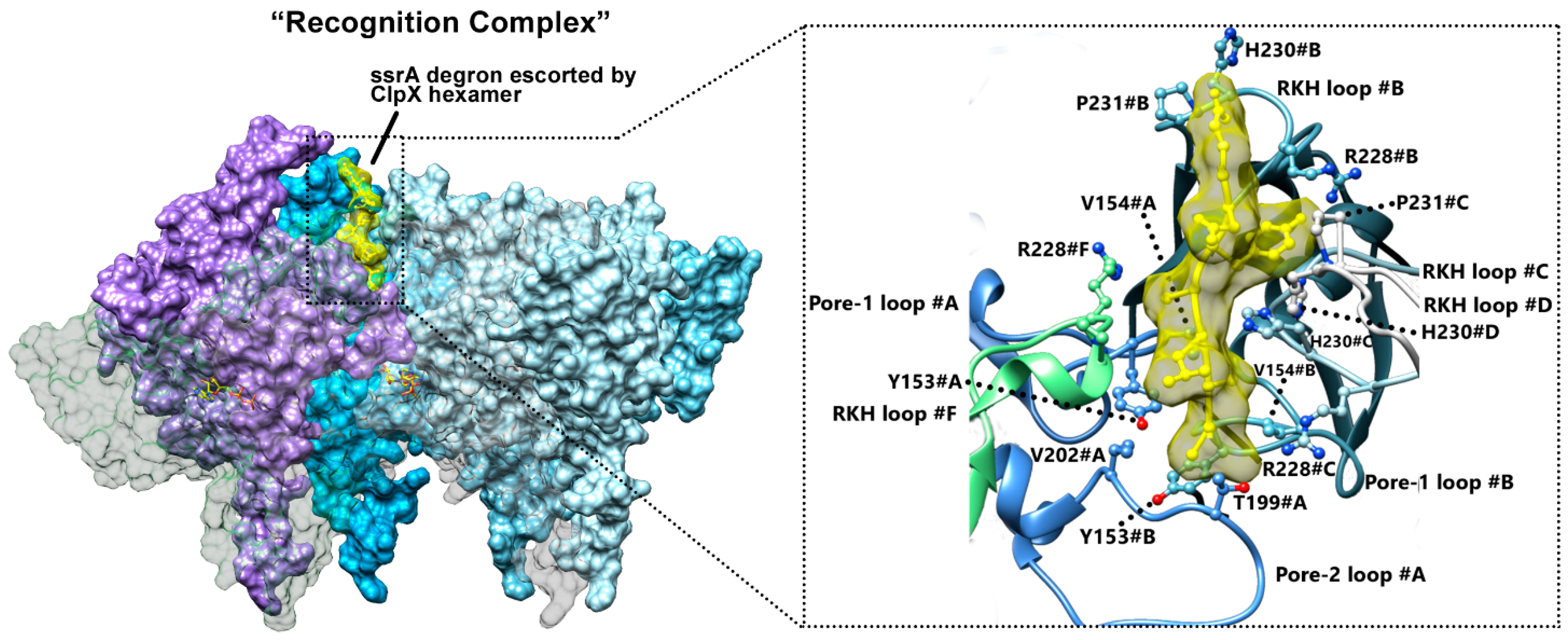 Biomolecules 15 01097 g011