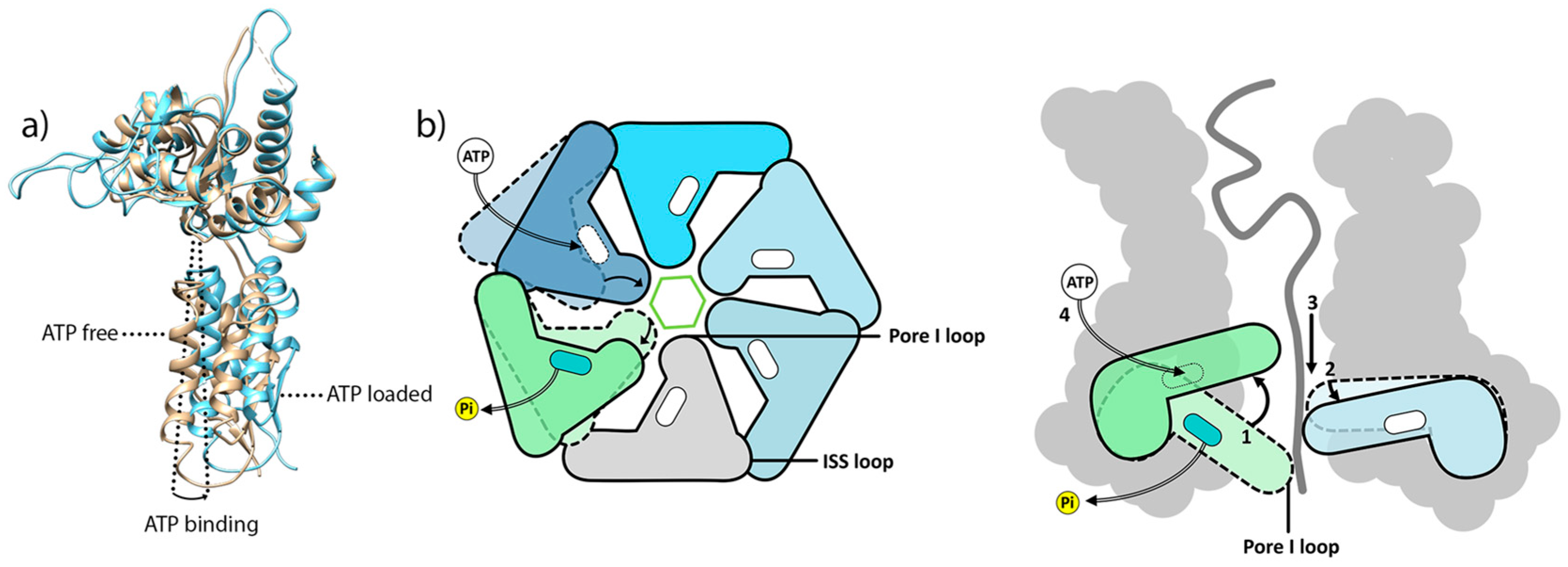 Biomolecules 15 01097 g014