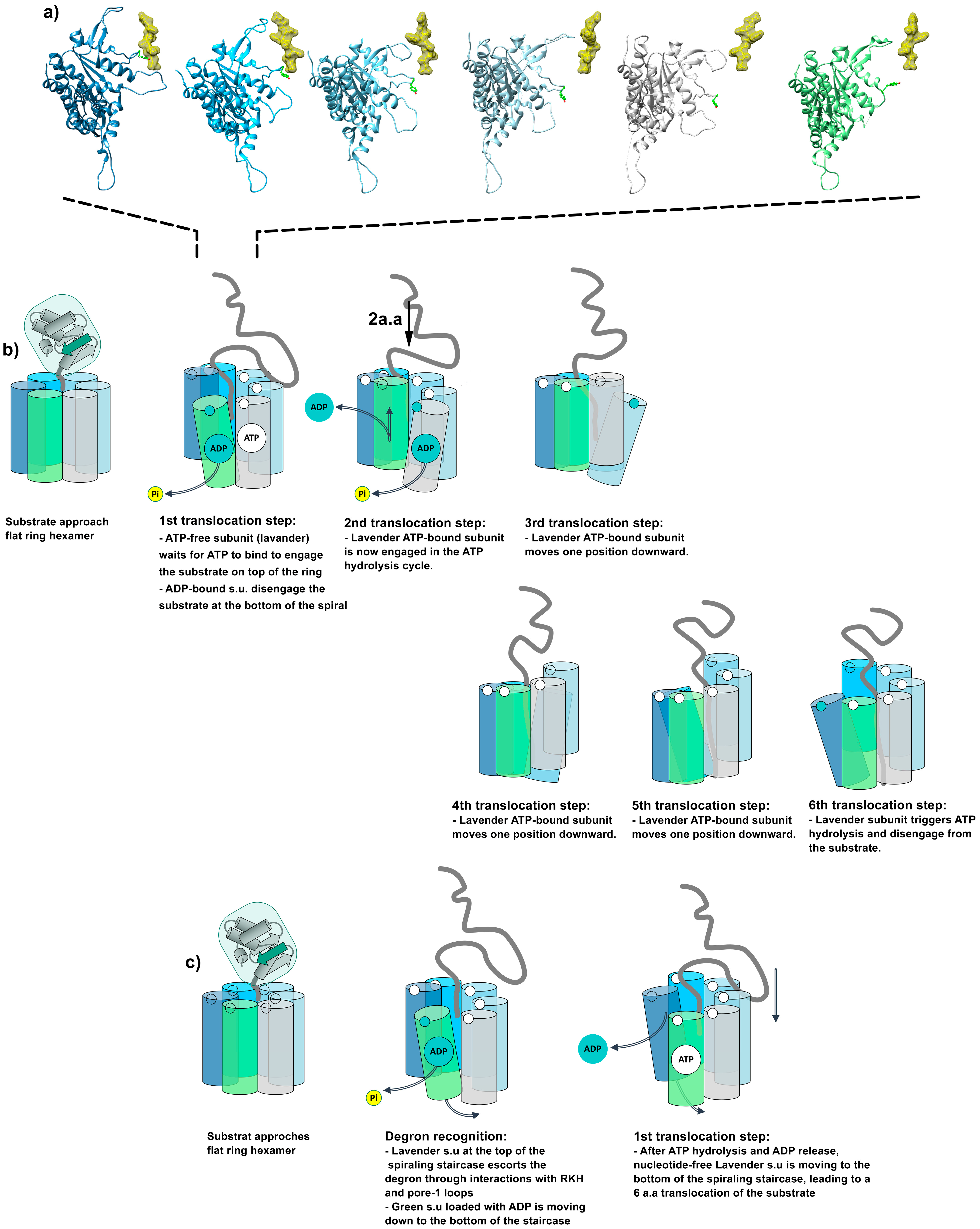 Biomolecules 15 01097 g015