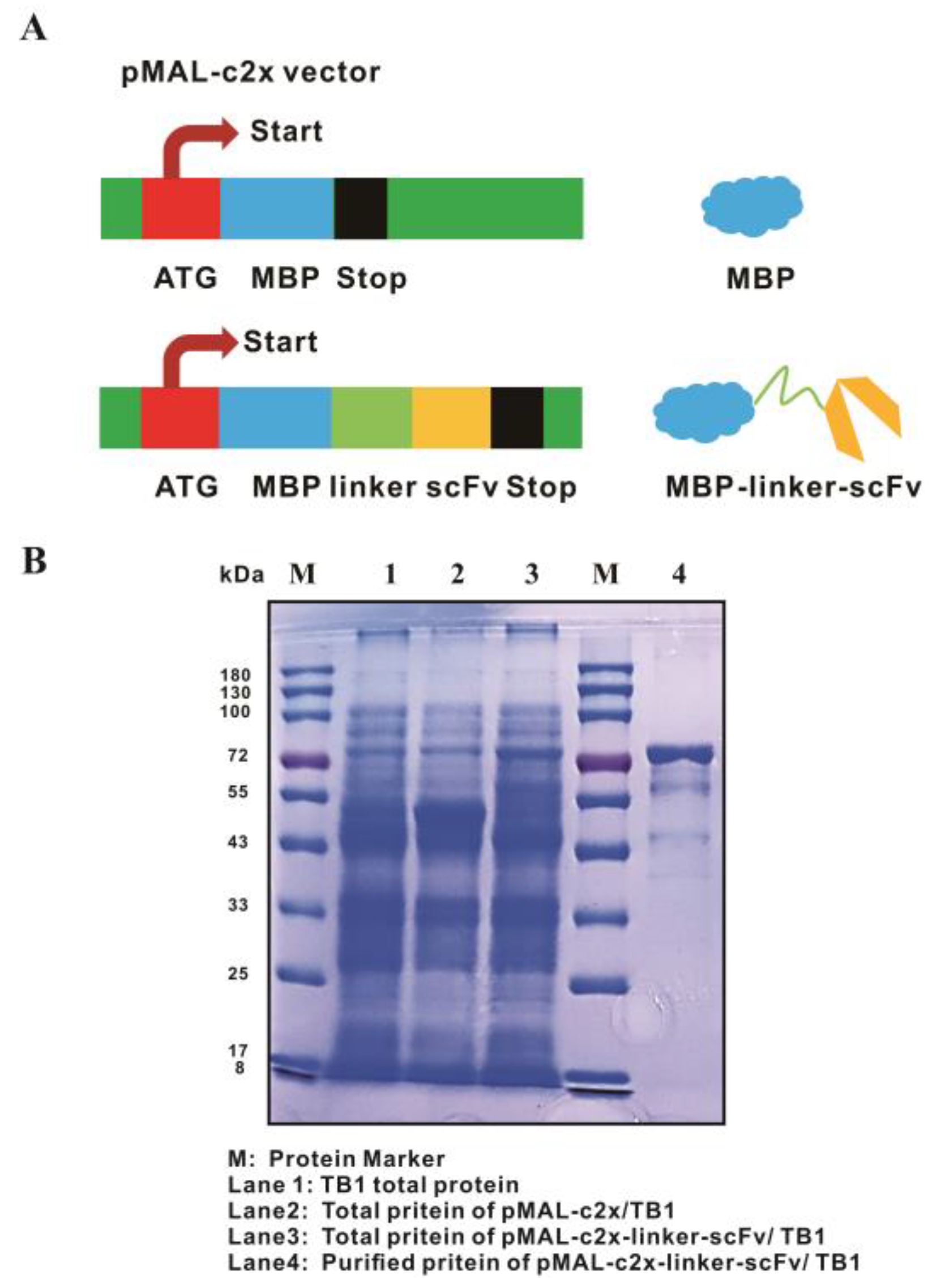 Biomolecules 15 01100 g006
