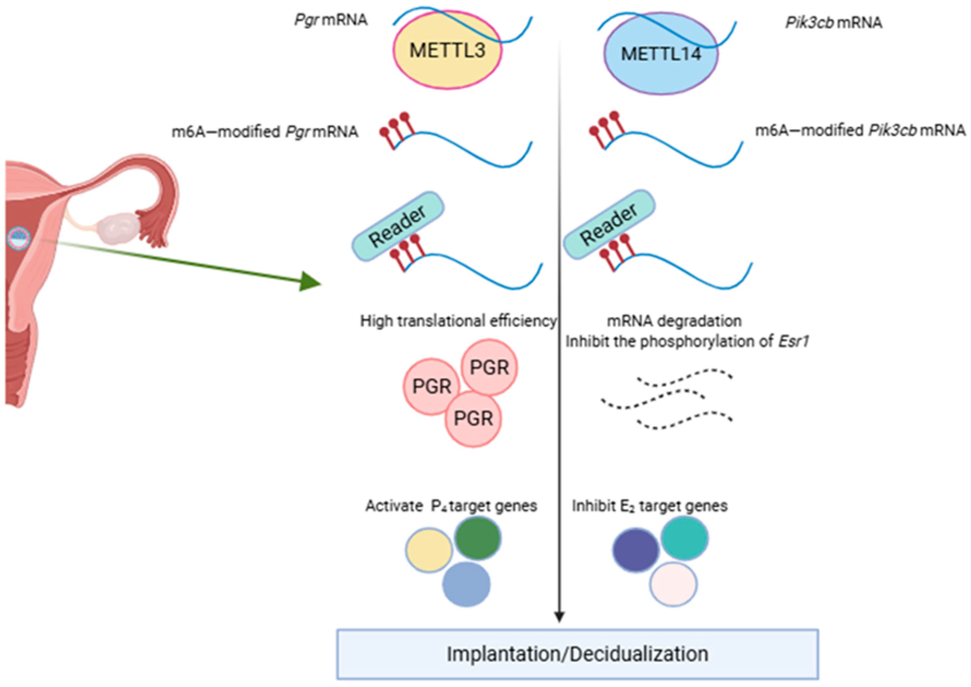 Biomolecules 15 01102 g003