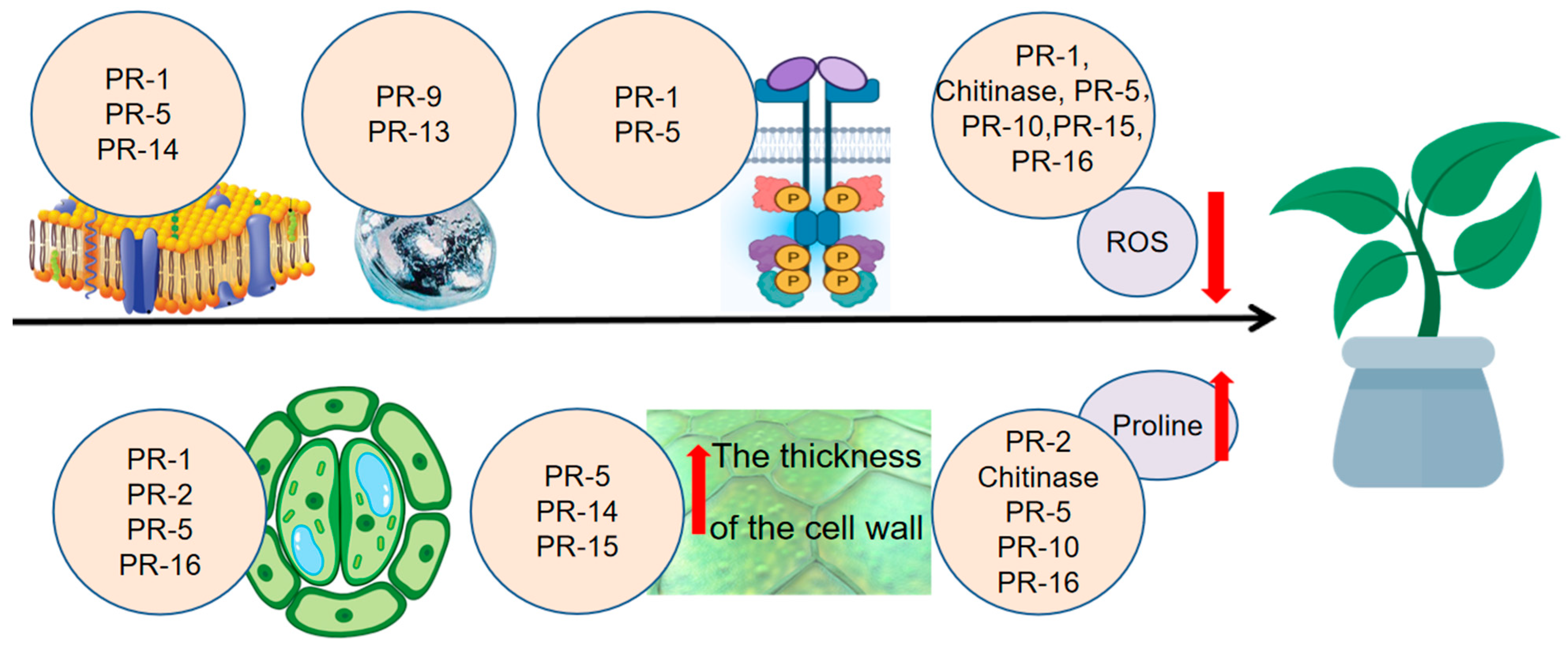 Biomolecules 15 01103 g003