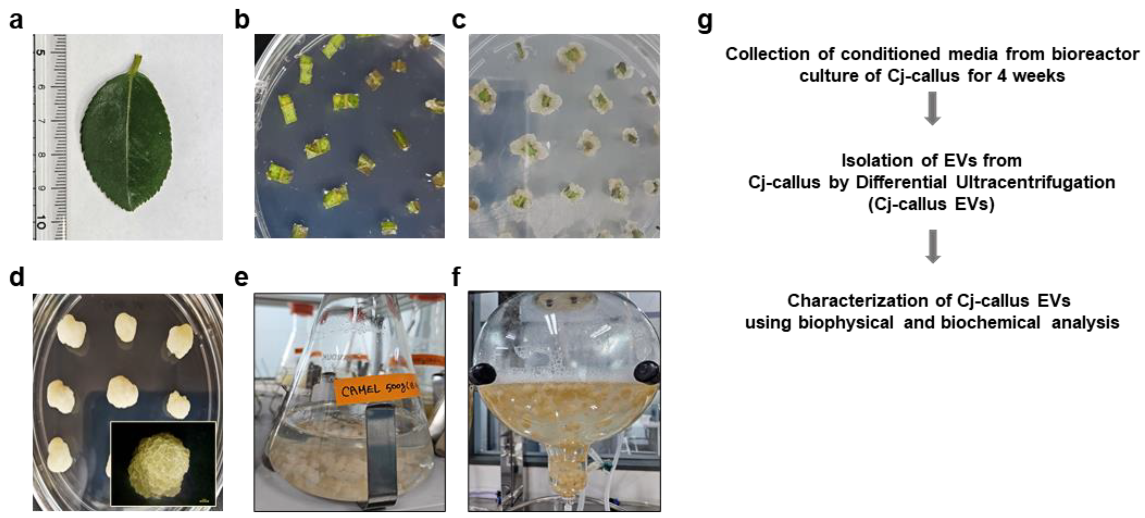 Biomolecules 15 01108 g001