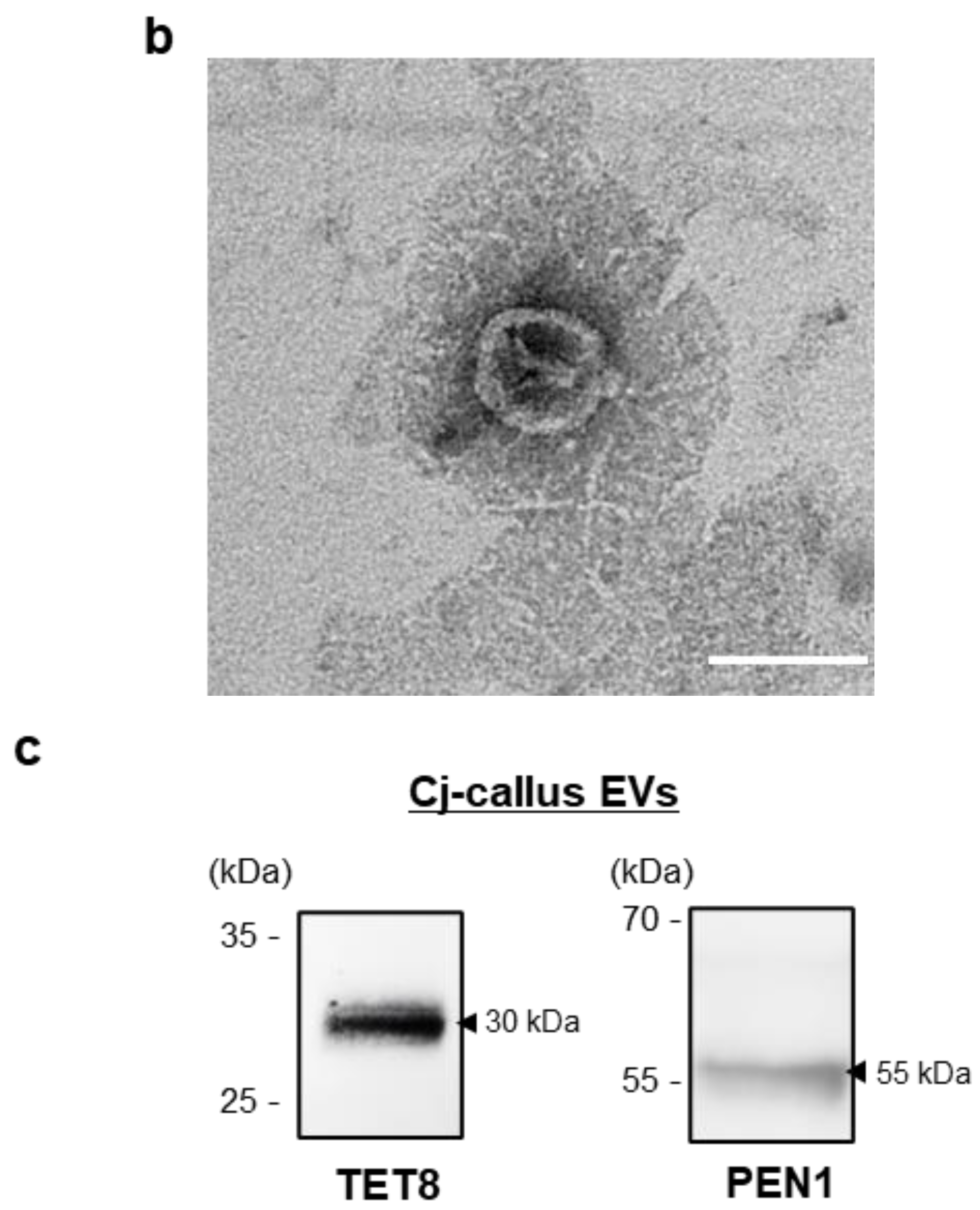 Biomolecules 15 01108 g002b